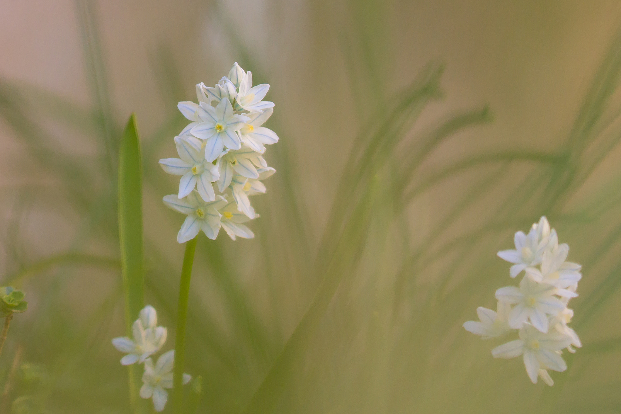 Canon EF 100mm F2.8L Macro IS USM sample photo. See trough photography
