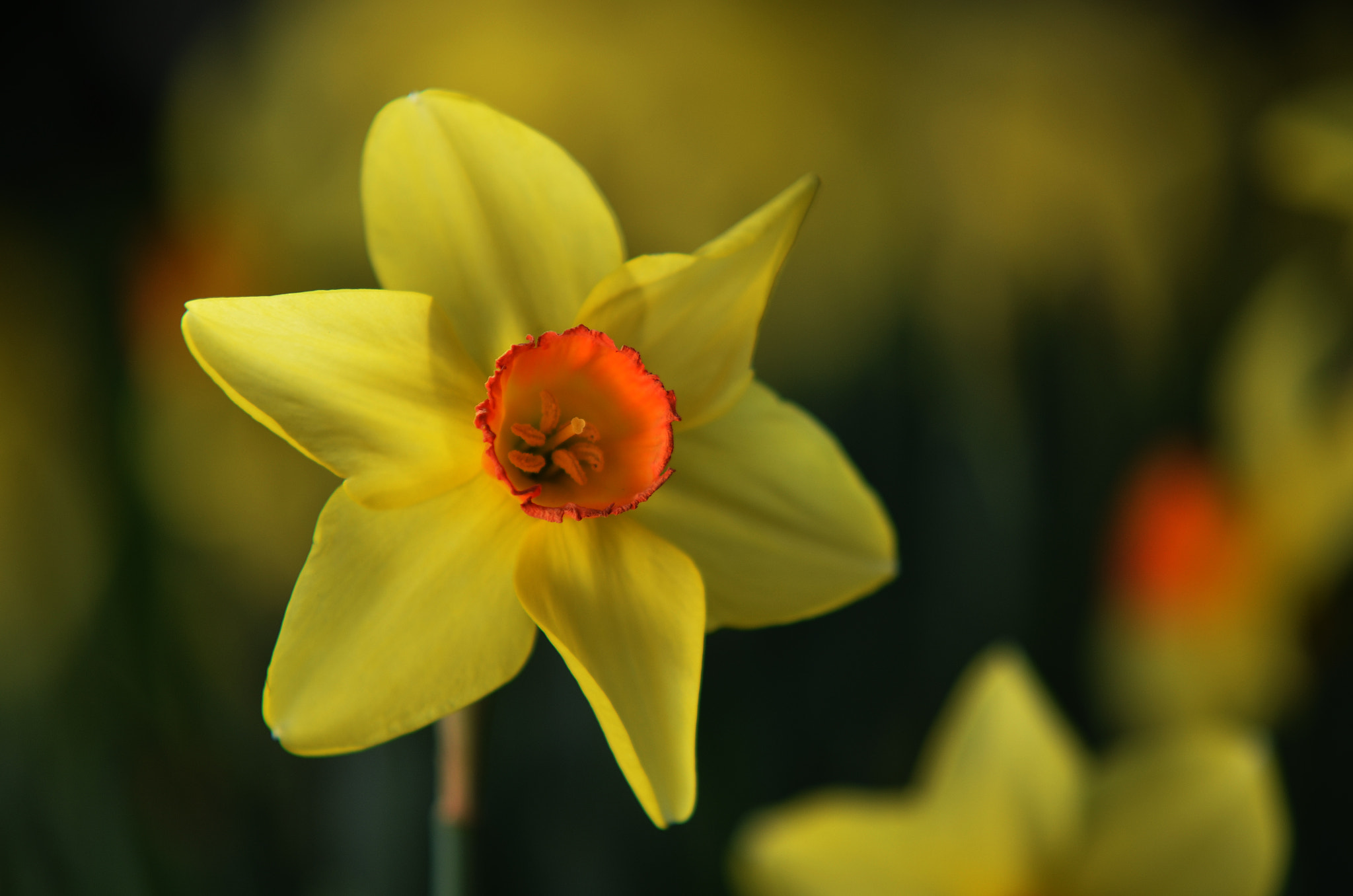 Nikon D7000 + Sigma 70-200mm F2.8 EX DG Macro HSM II sample photo. Narcis photography