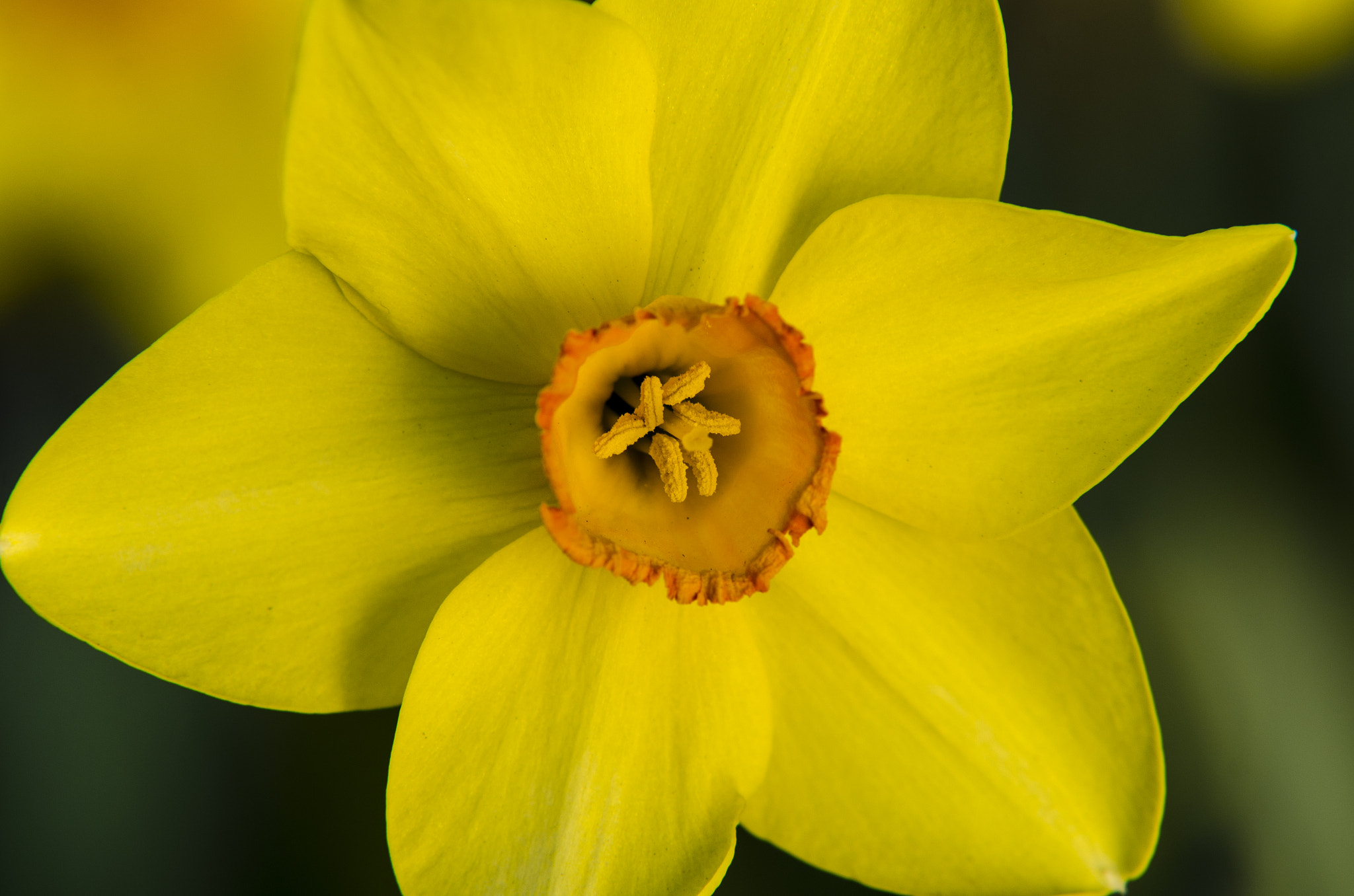 Sigma 70-200mm F2.8 EX DG Macro HSM II sample photo. Narcis photography