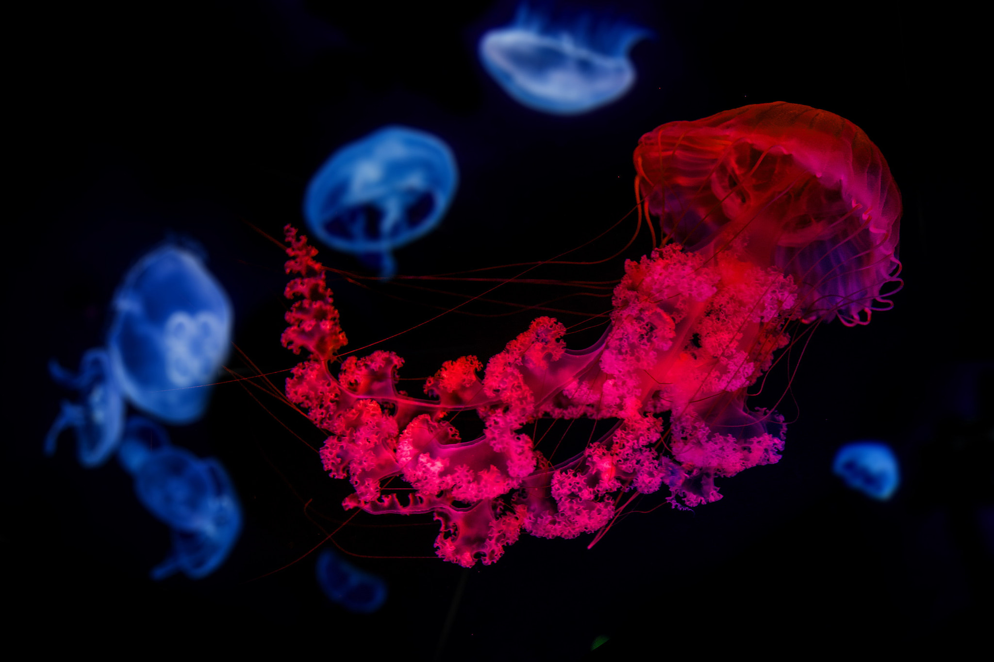 Canon EOS 6D sample photo. Jellyfish photography