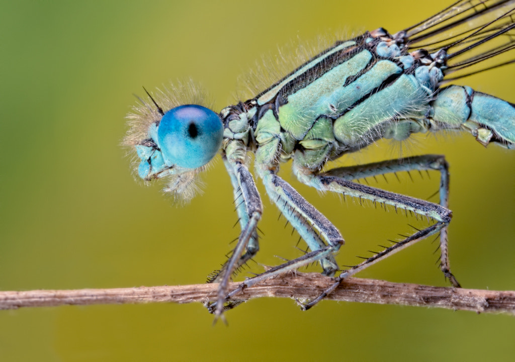 Canon EOS 40D + Canon MP-E 65mm F2.5 1-5x Macro Photo sample photo. Shades of blue photography