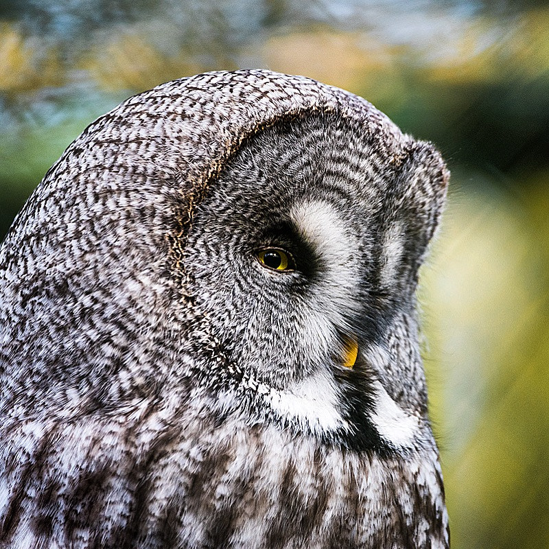 Sigma 150-600mm F5-6.3 DG OS HSM | C sample photo