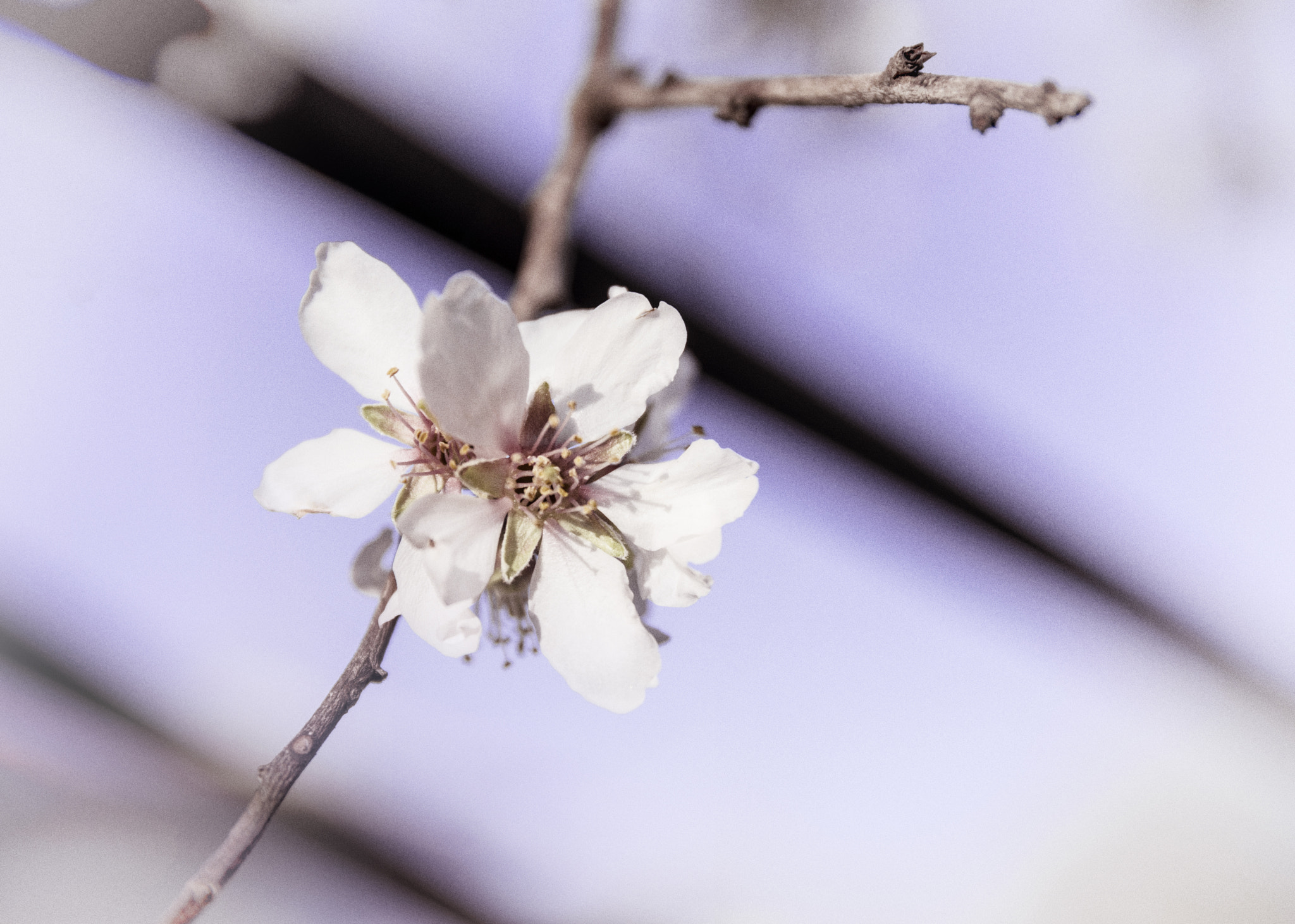 Nikon D7200 sample photo. Peachy art photography
