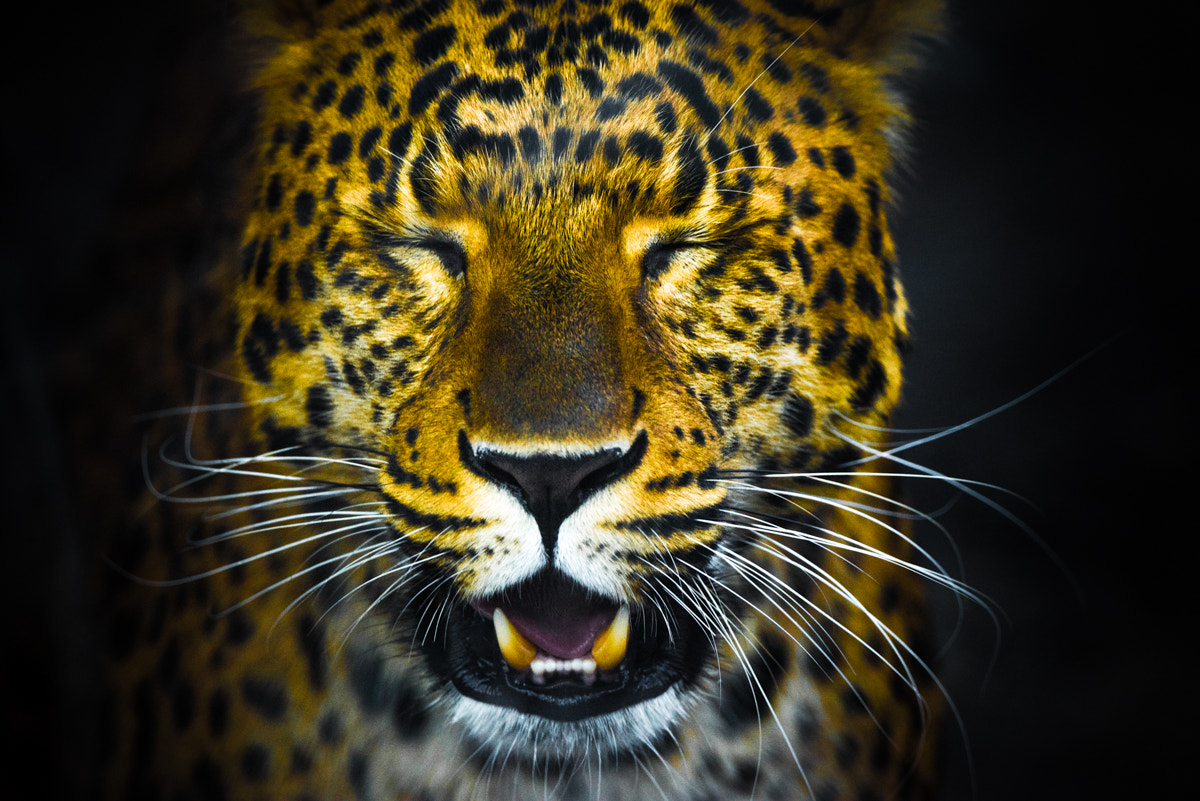 Sigma 150-600mm F5-6.3 DG OS HSM | C sample photo
