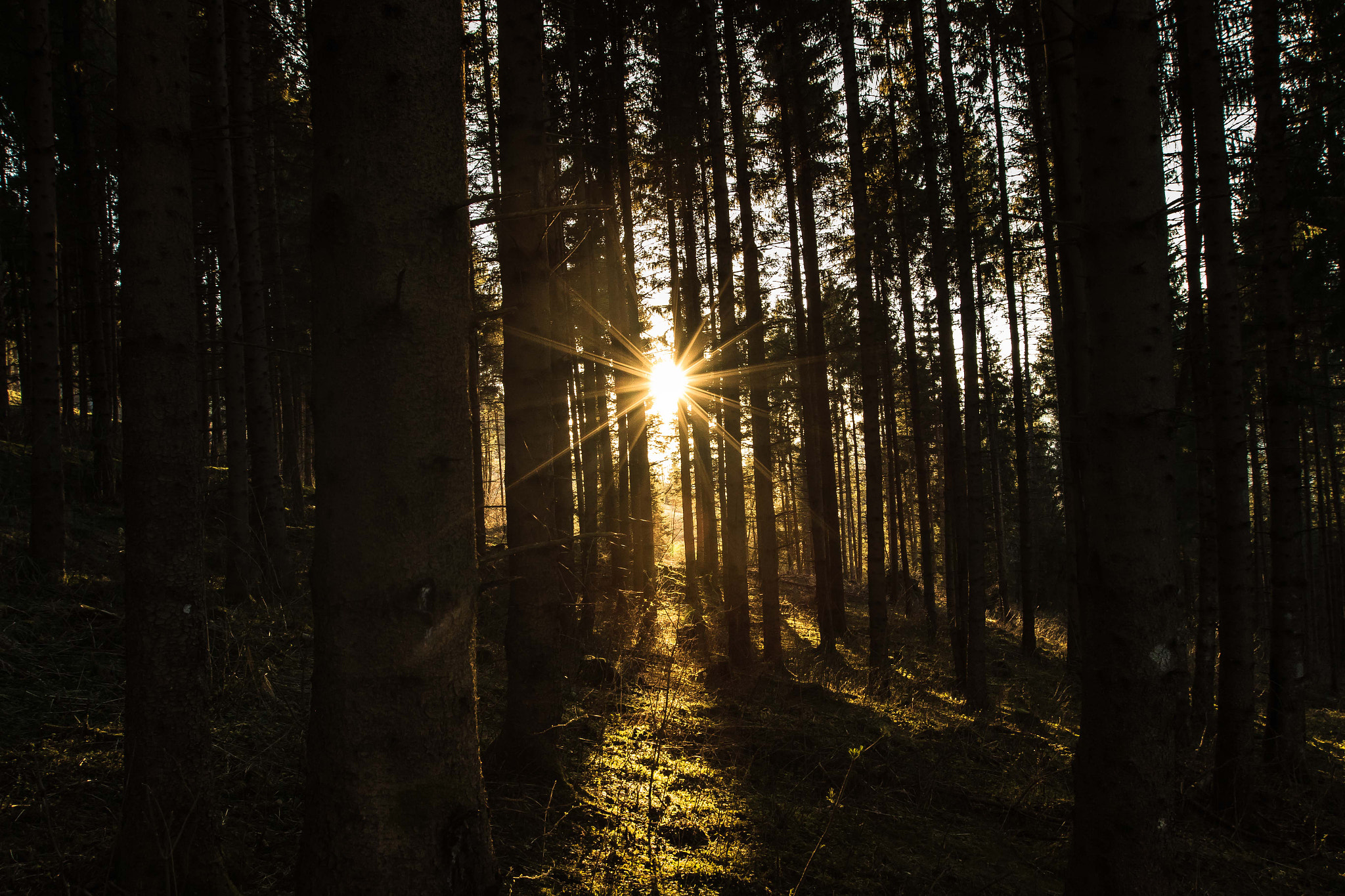 Canon EF 16-35mm F2.8L II USM sample photo. The sun comes through the woods photography