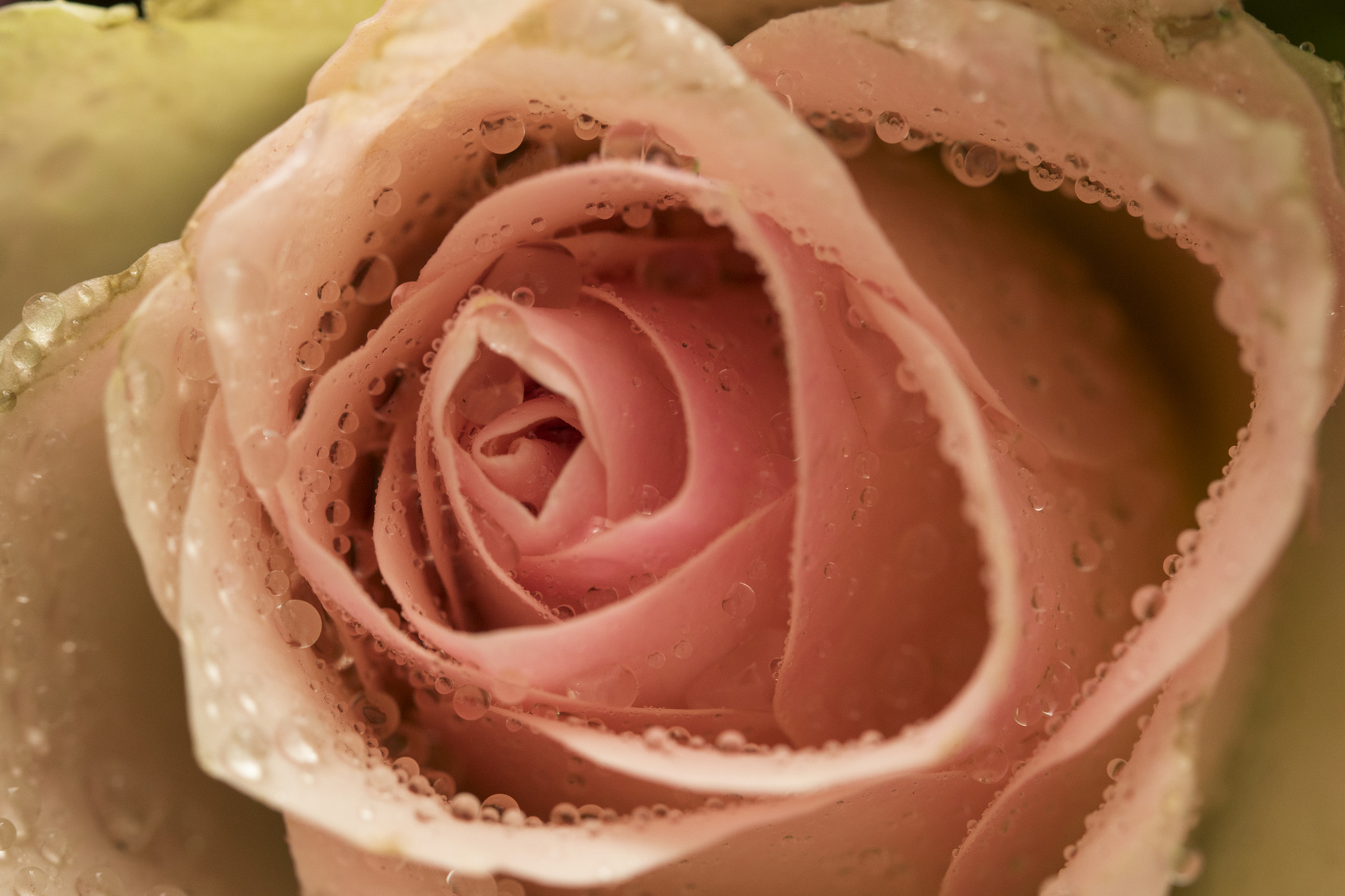 Canon EF 100mm F2.8L Macro IS USM sample photo. Rose photography