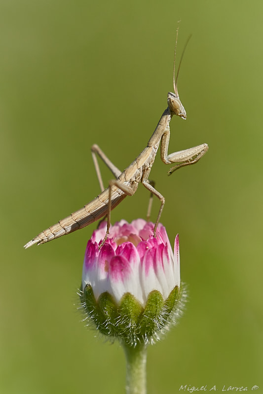 Sony ILCA-77M2 sample photo. Mantis photography