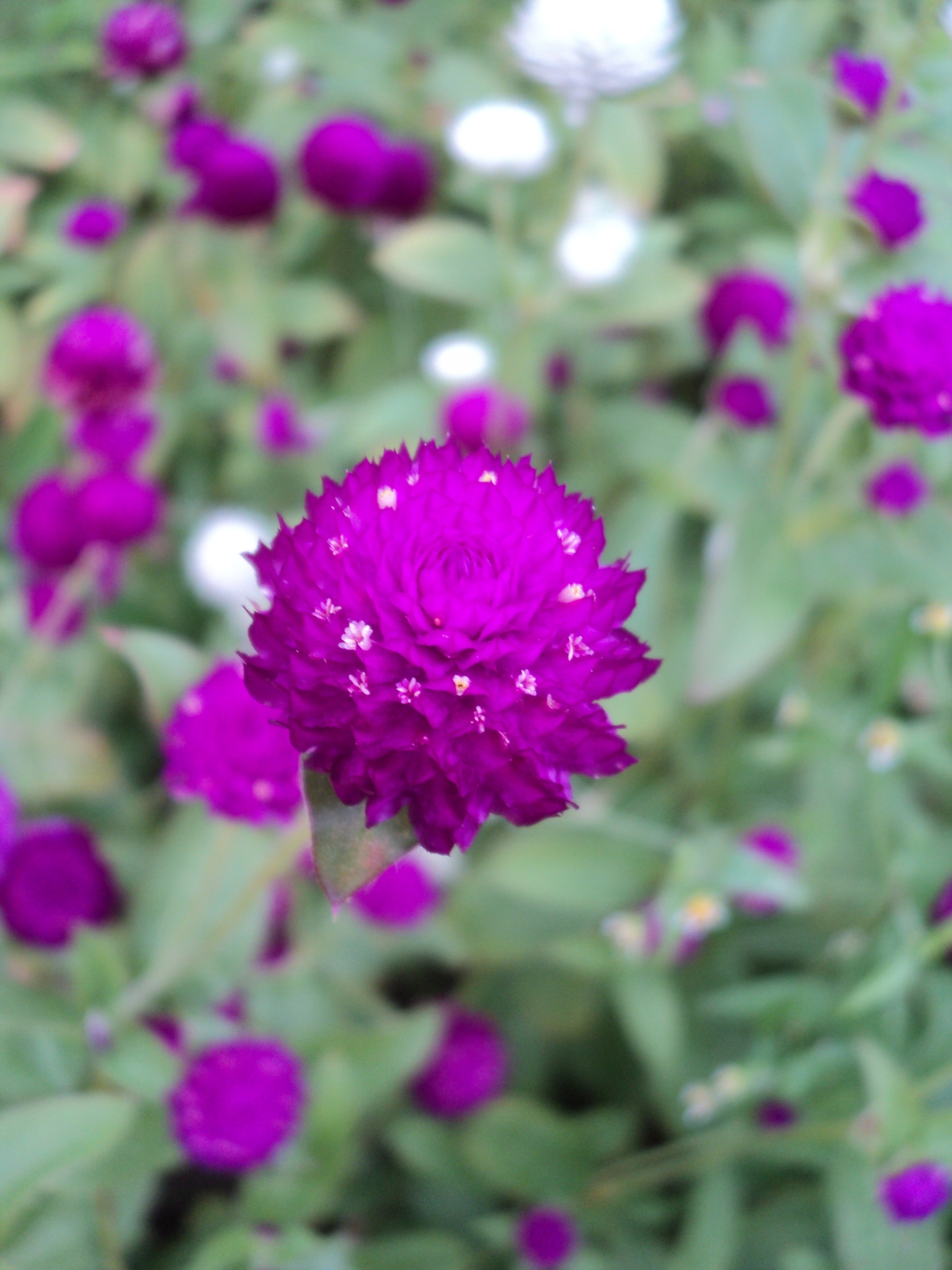 Sony DSC-S2000 sample photo. Purple flower photography