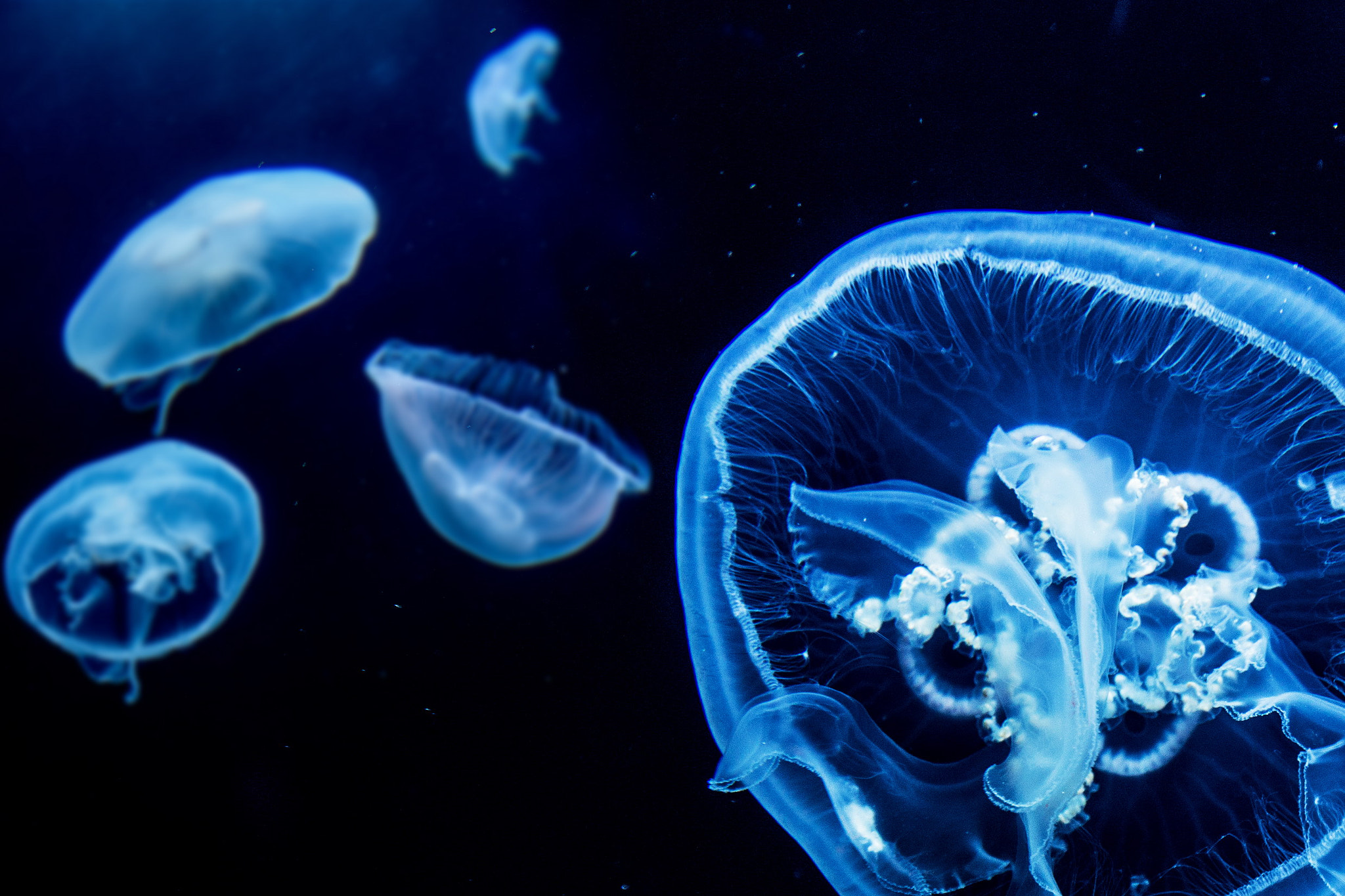 Canon EF 16-35mm F2.8L II USM sample photo. Jellyfish photography
