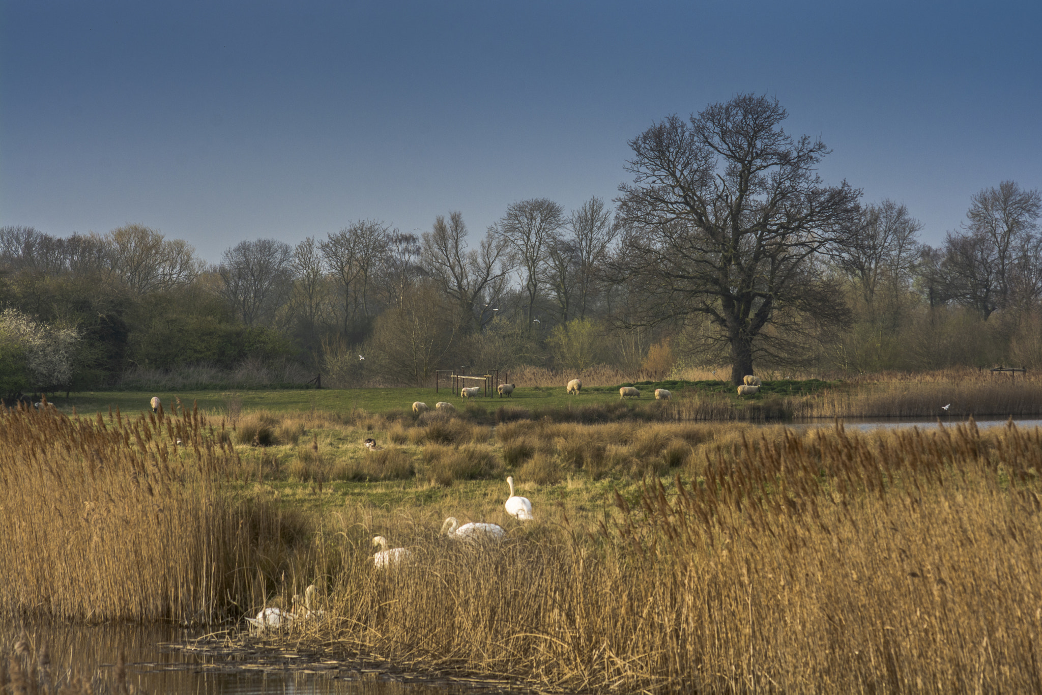 Nikon D7100 sample photo. Fenland scene photography