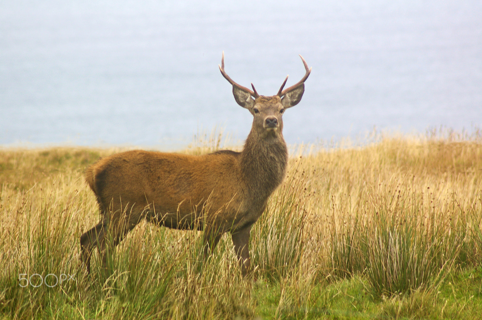 Pentax K100D sample photo. Red stag photography