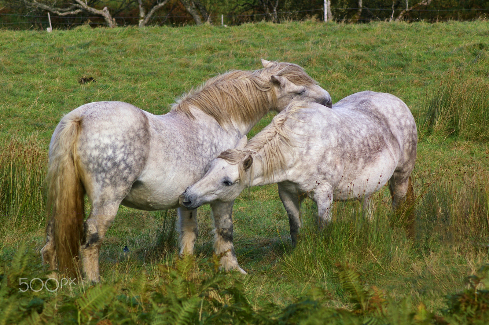 Pentax K100D sample photo. Two horses caressing each other photography