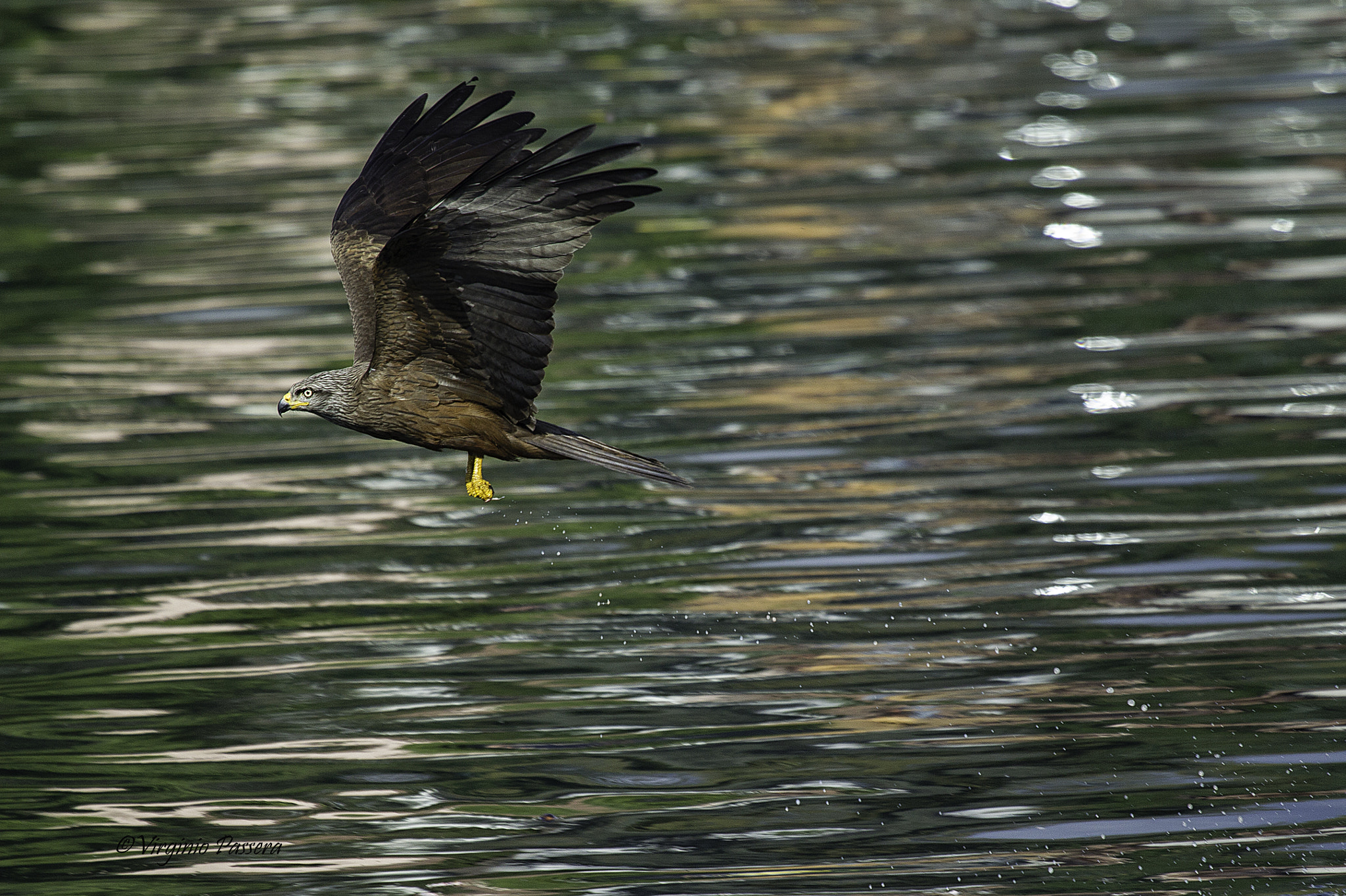 Canon EF 100-400mm F4.5-5.6L IS USM sample photo. Nibbio bruno photography