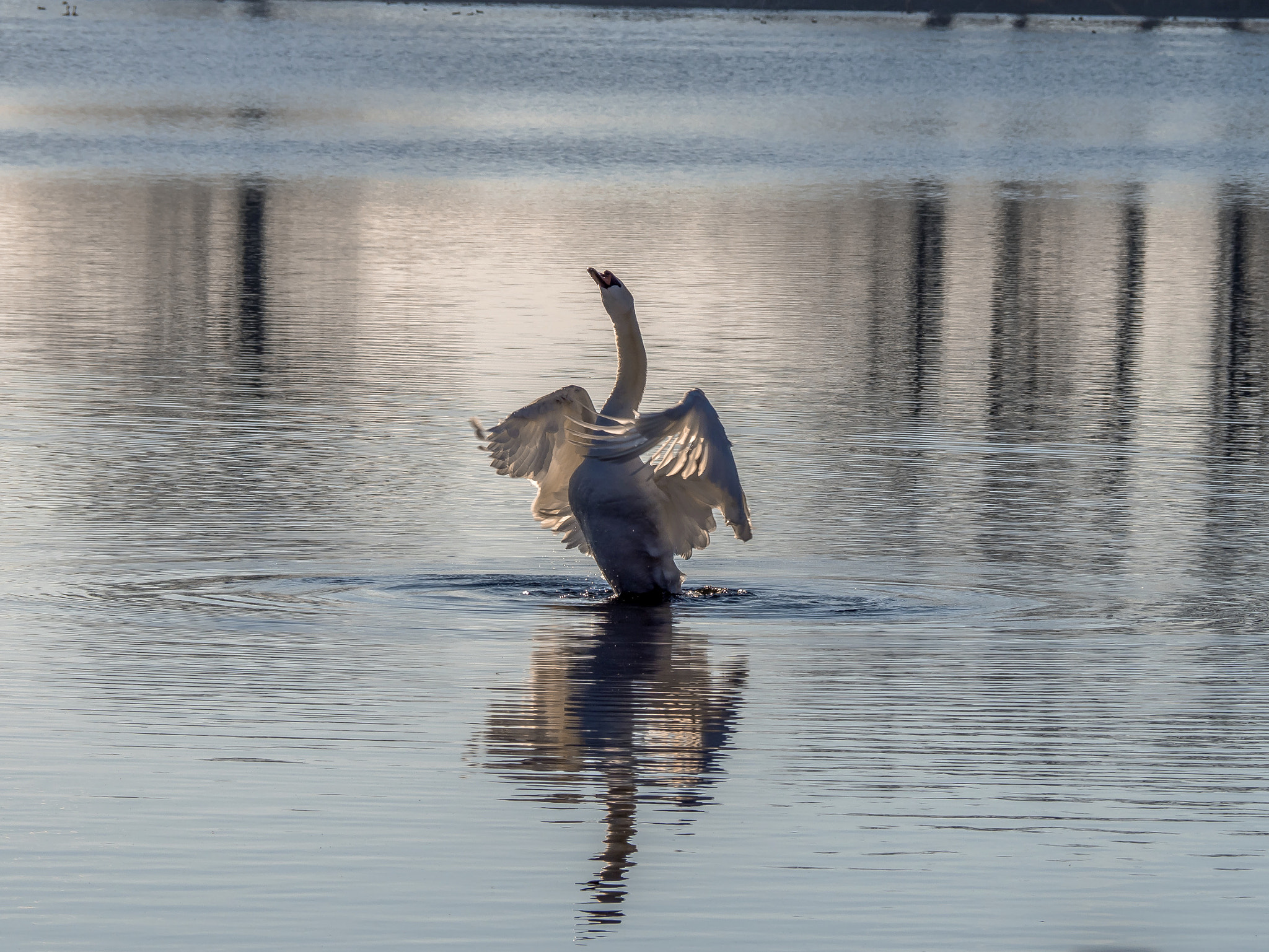 Olympus OM-D E-M5 II sample photo. Swan dance on the lake photography