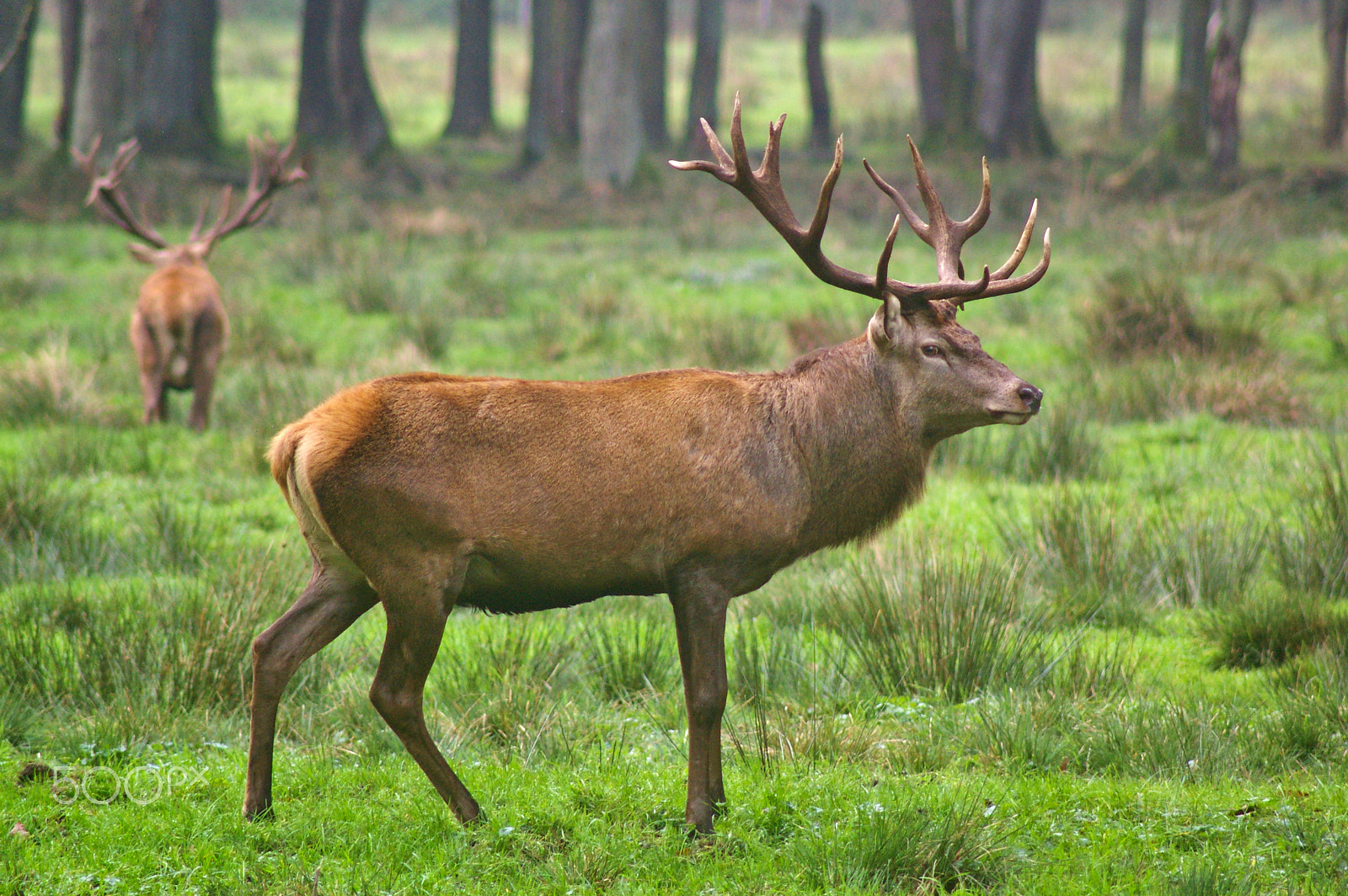 Pentax K100D + Tamron AF 70-300mm F4-5.6 LD Macro 1:2 sample photo. Red stag photography