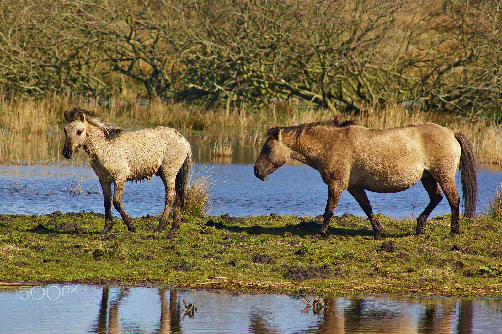 Pentax K100D sample photo. Wild horse with colt in a swamp photography