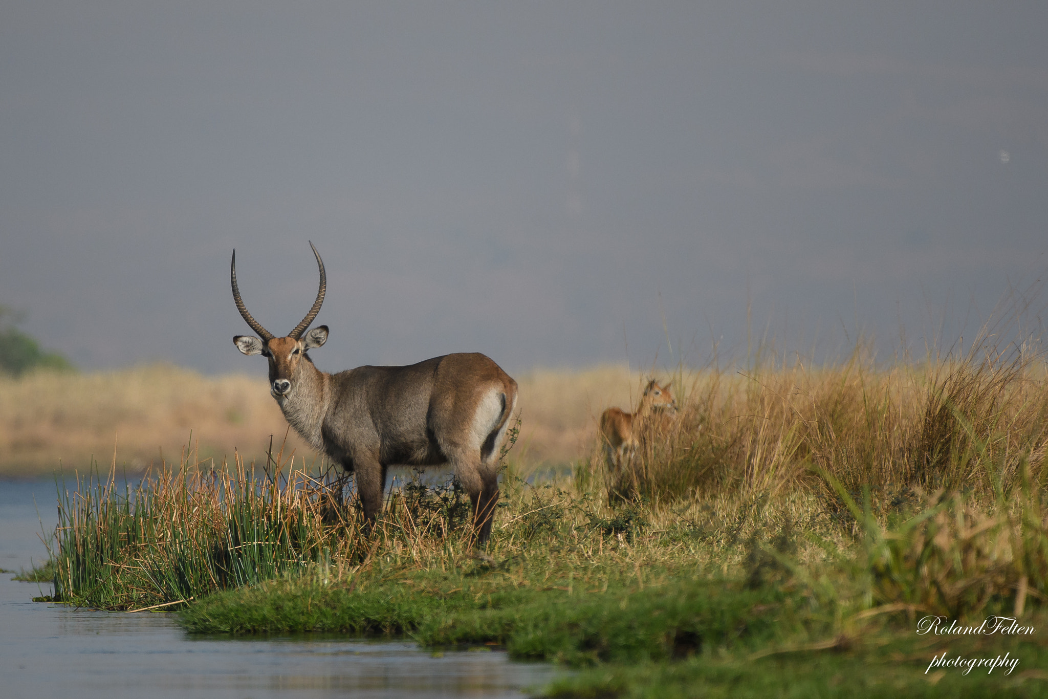 Nikon D500 + Nikon AF-S Nikkor 200-400mm F4G ED-IF VR sample photo. Water buck photography