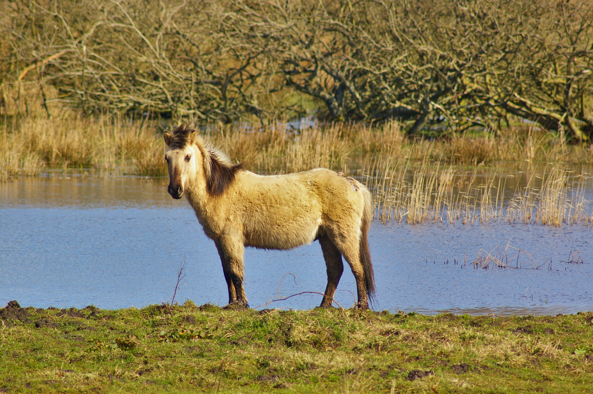 Pentax K100D sample photo. Wild horse in a swamp photography