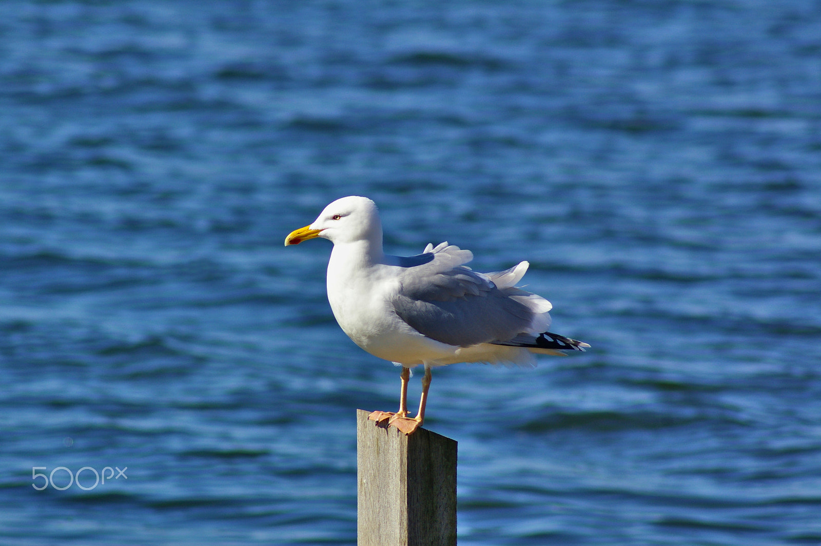 Pentax K100D sample photo. Herring gull perched on a wooden mooring post photography