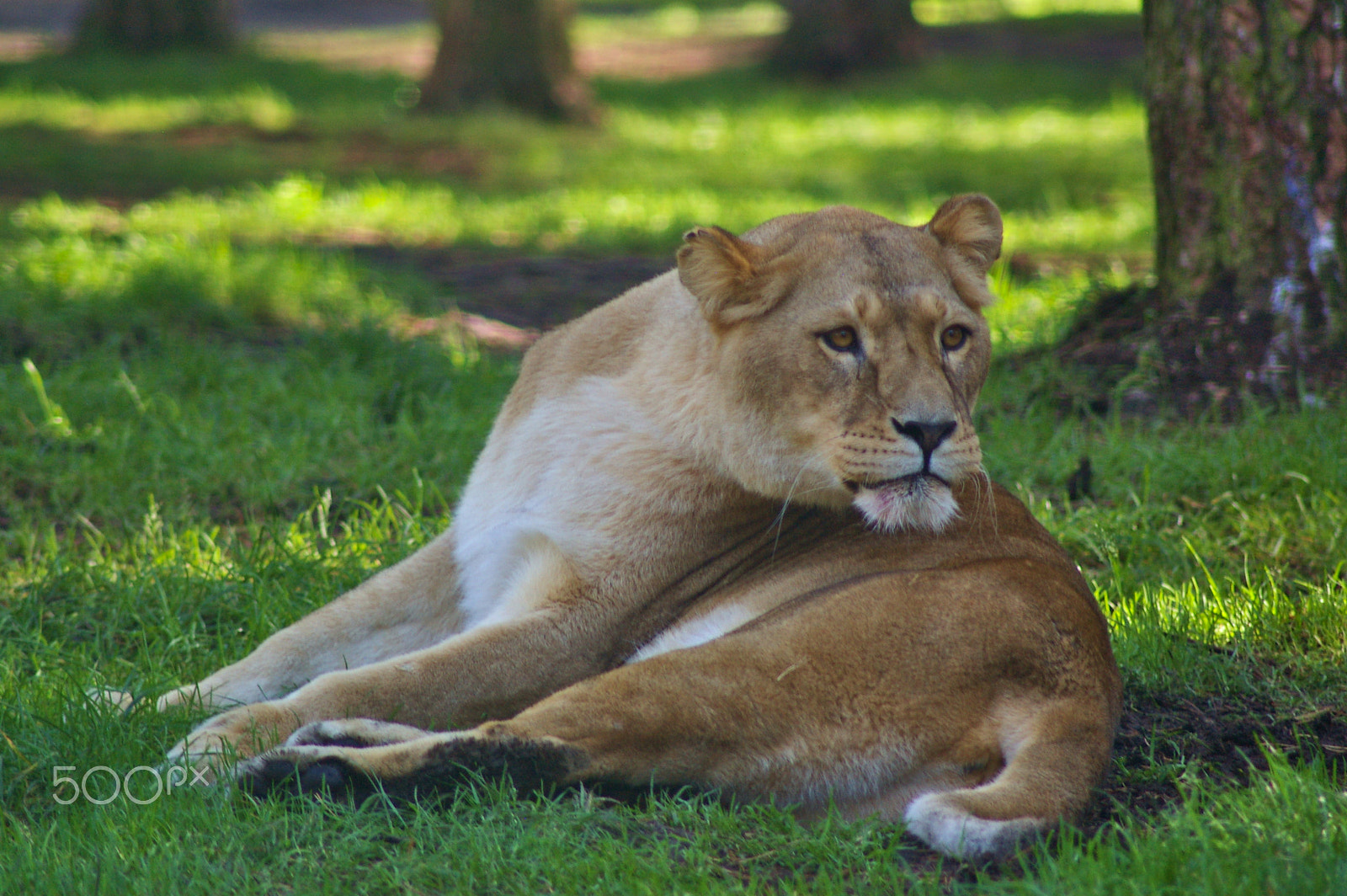 Pentax K100D sample photo. Lioness in the shade under a tree photography