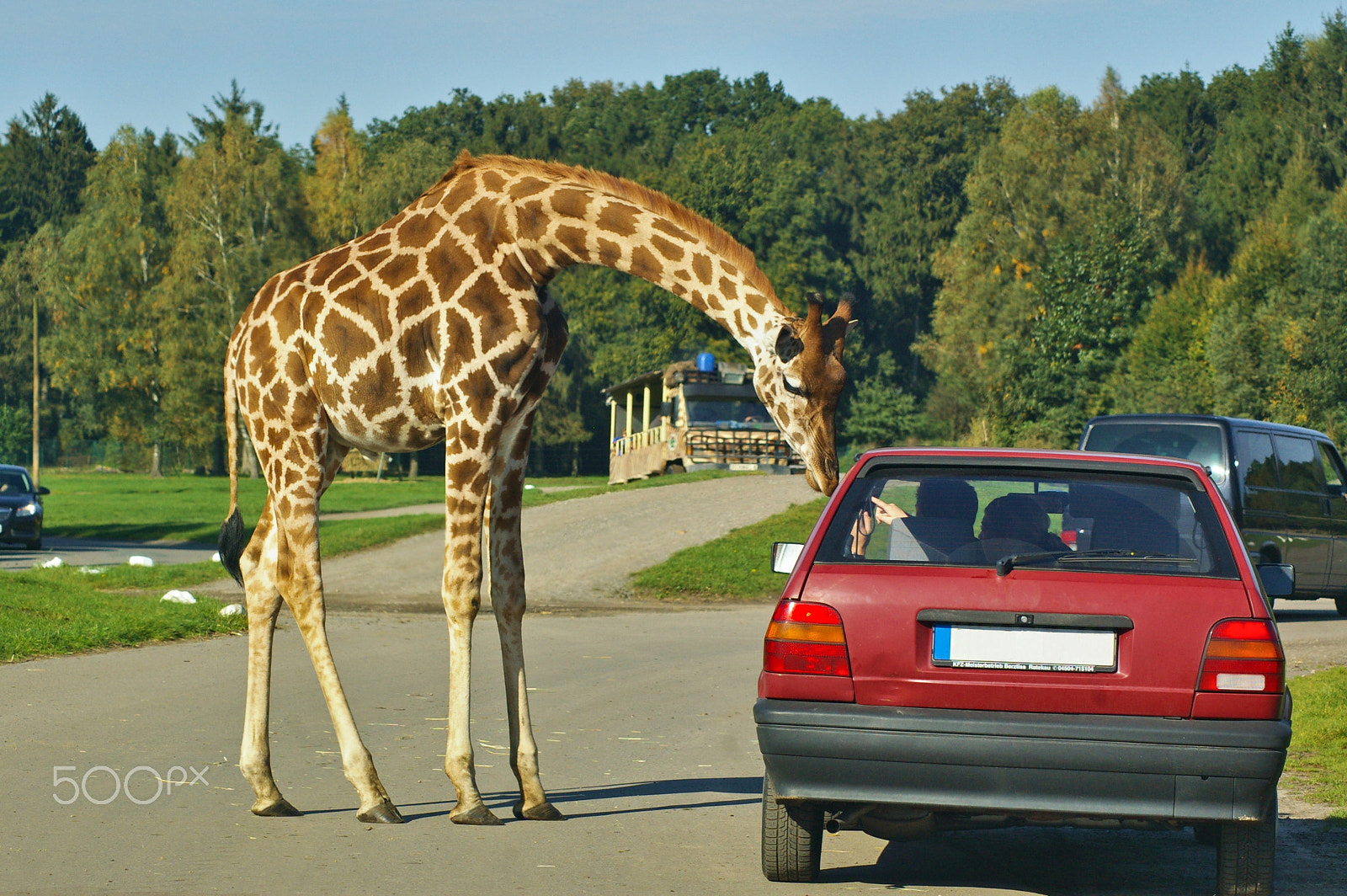 Pentax K100D sample photo. Giraffe bending down towards a car driver photography
