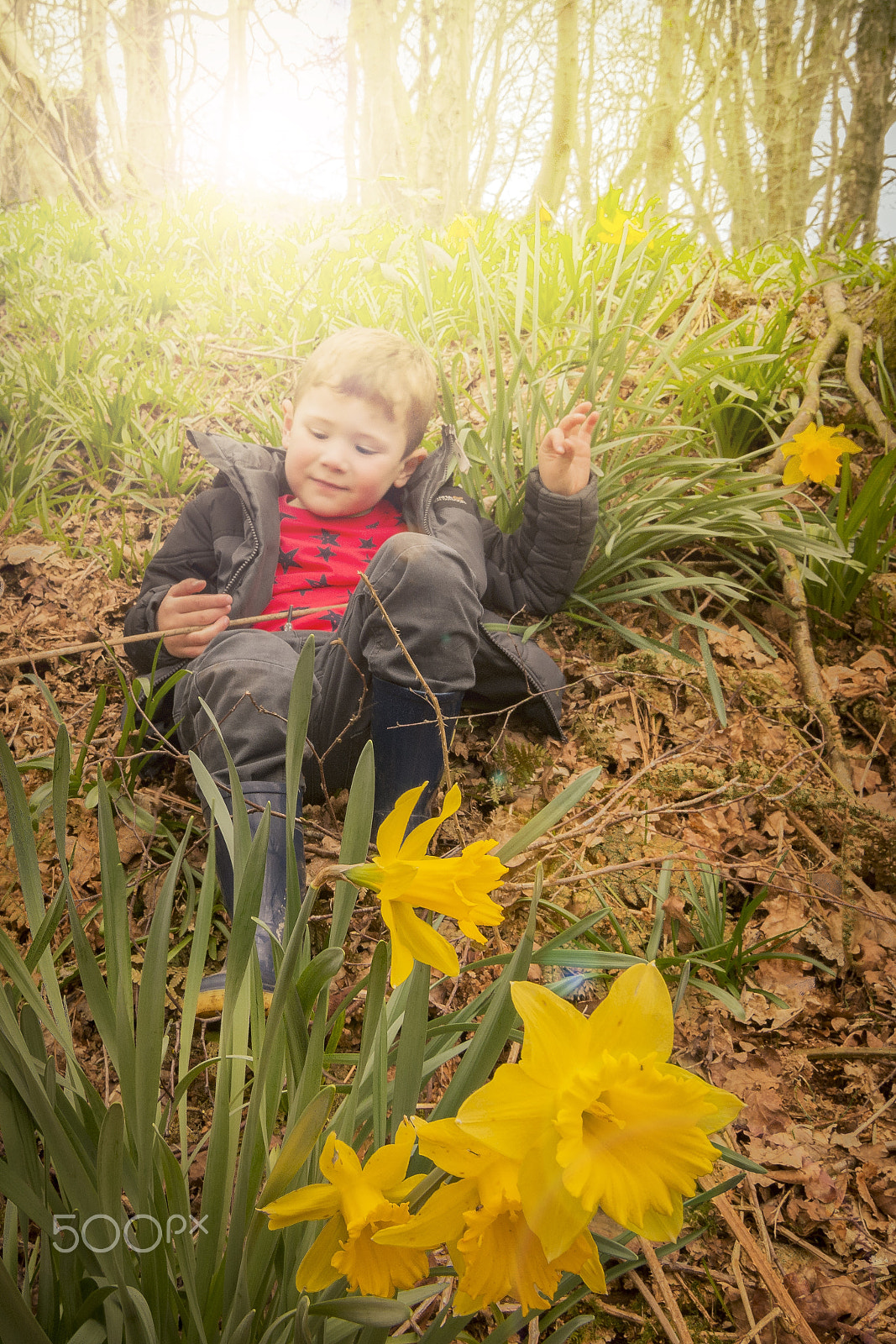 Nikon D7100 sample photo. Chillin with the daffs photography