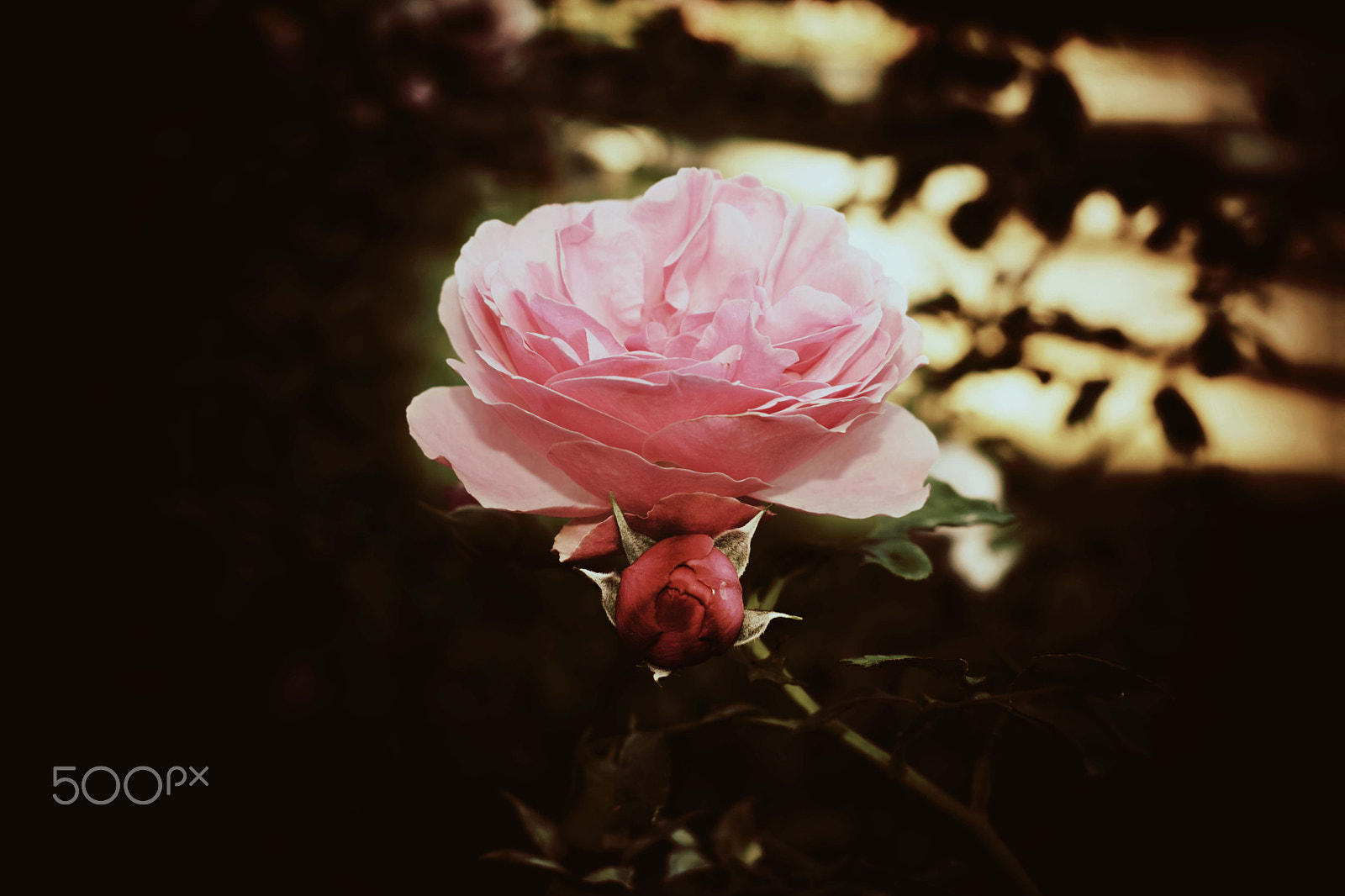 Nikon D3300 sample photo. Vintage rose photography