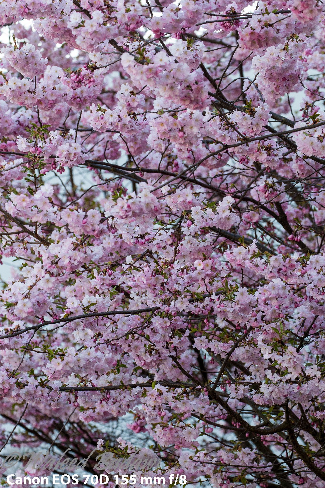 Canon EF 70-300mm F4-5.6L IS USM sample photo. Spring picking up photography