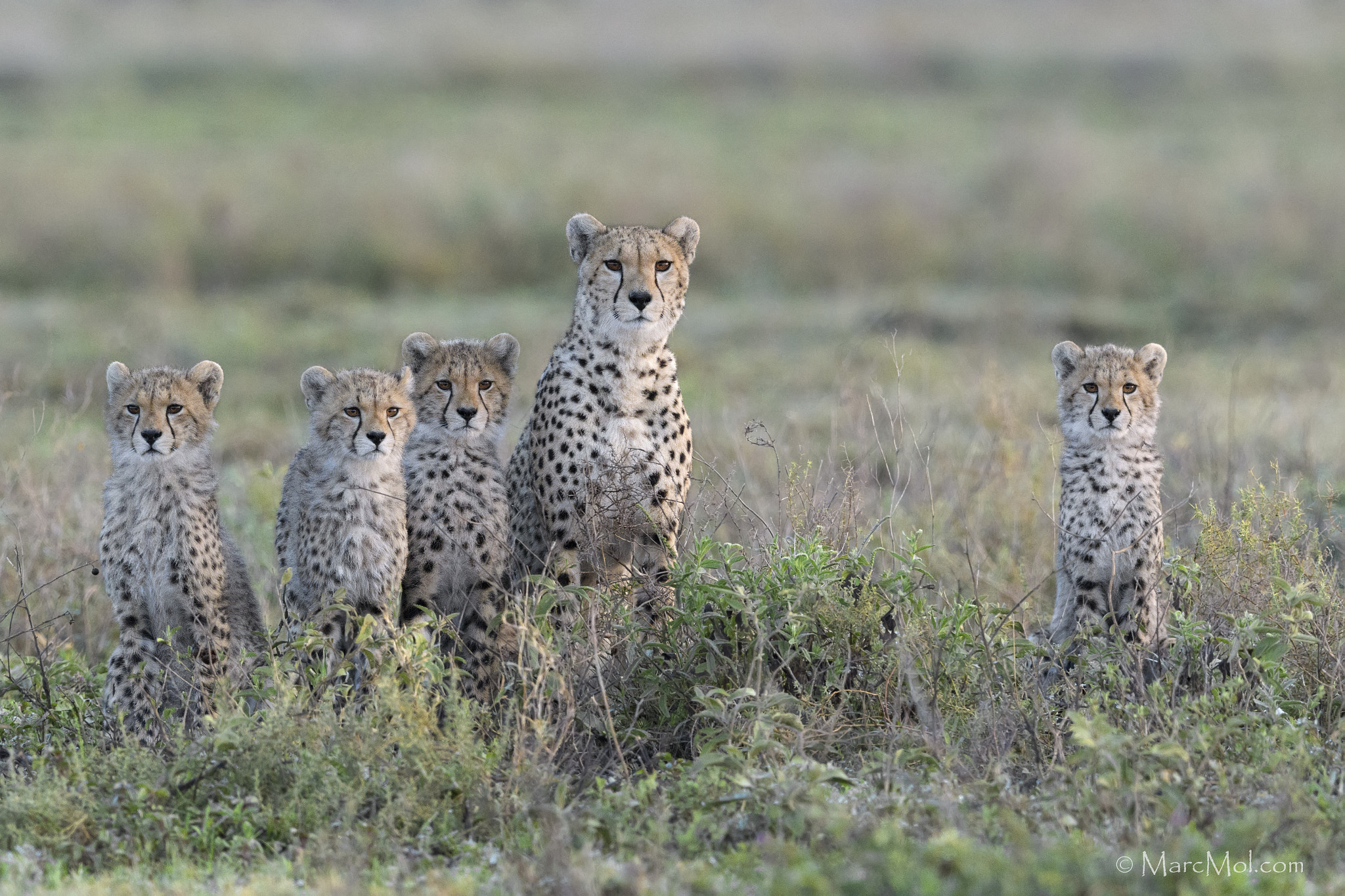 Nikon D500 + Nikon AF-S Nikkor 400mm F2.8E FL ED VR sample photo. Ndutu cheetah family photography