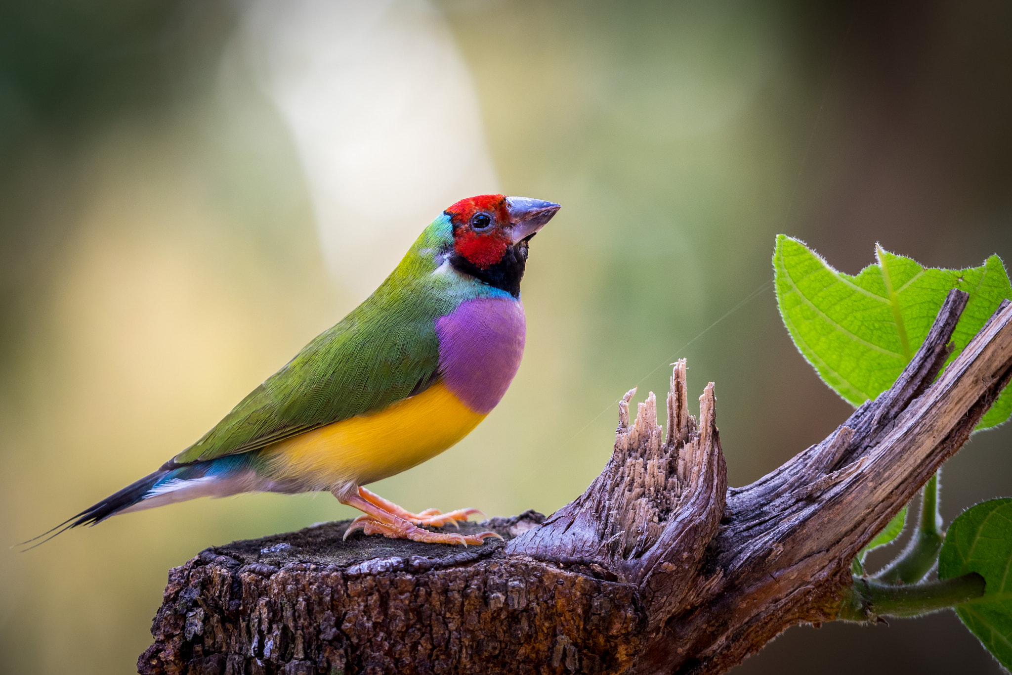 Canon EF 400mm F2.8L IS USM sample photo. Gouldian finch photography