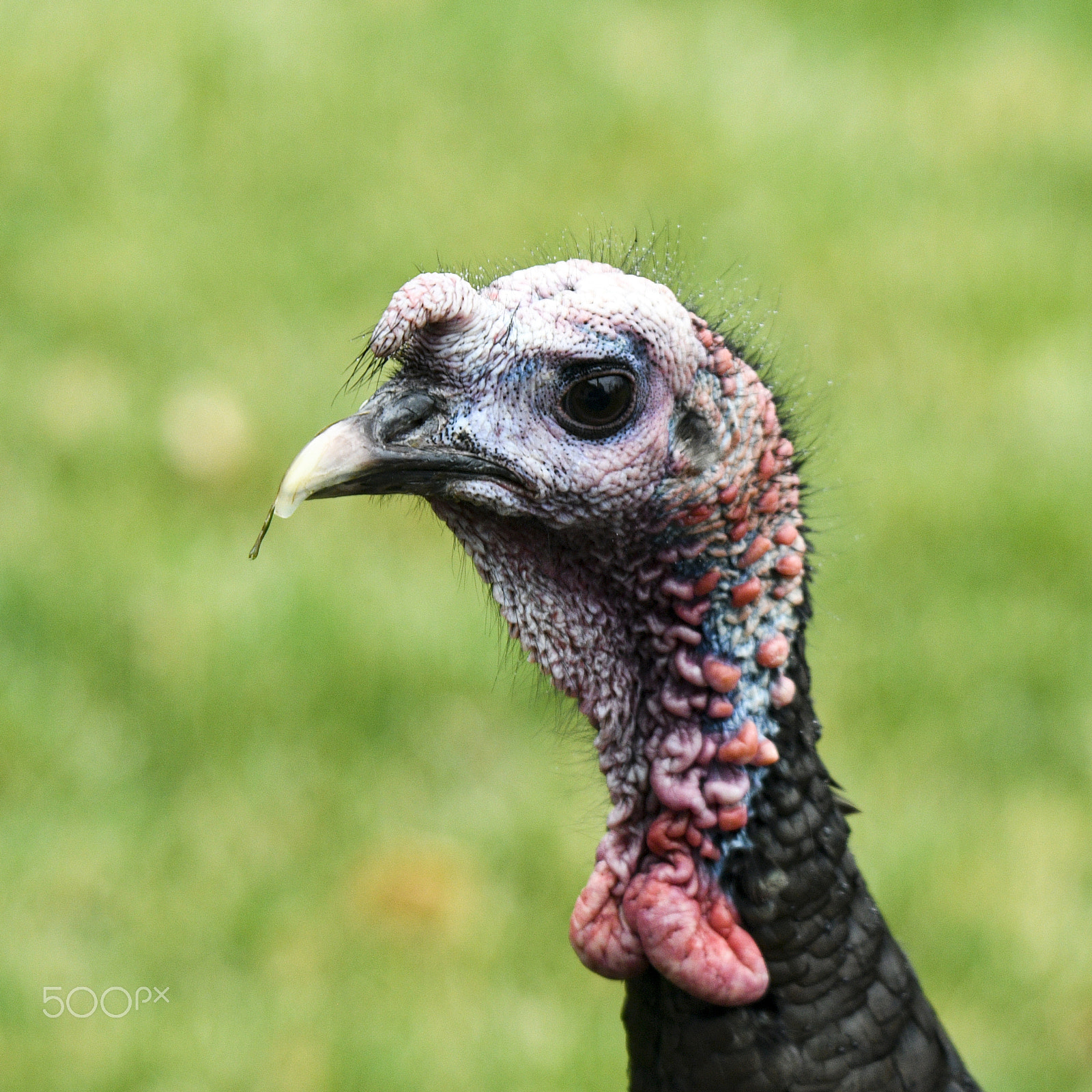 Nikon D500 sample photo. Toothpick photography
