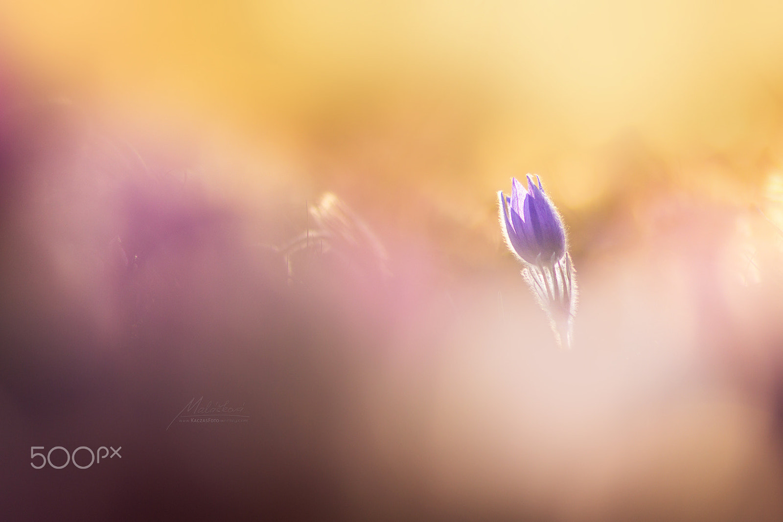 Canon EOS 60D + Canon EF 85mm F1.8 USM sample photo. Fluffy flower photography