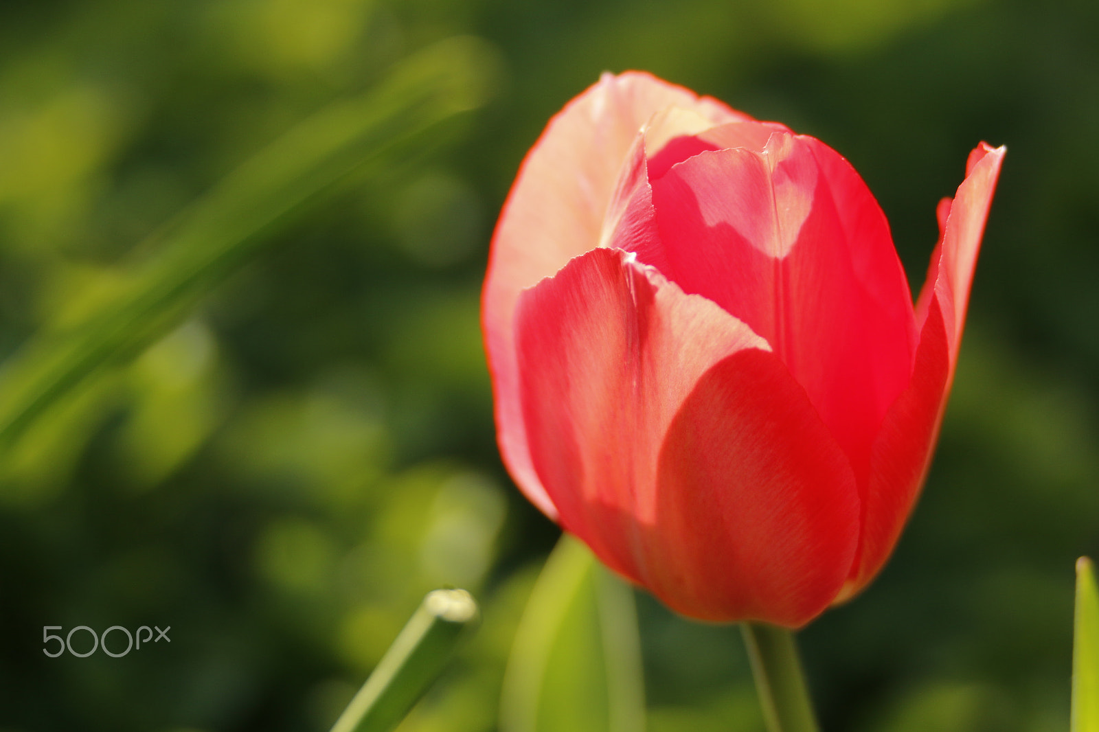 Canon EOS 70D sample photo. Red tulip or tulipa in the sunlight photography