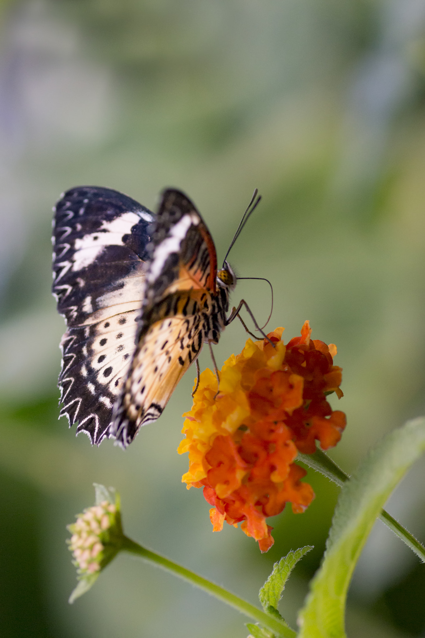 Canon EOS 700D (EOS Rebel T5i / EOS Kiss X7i) + Tamron SP AF 90mm F2.8 Di Macro sample photo. Romantic mood photography