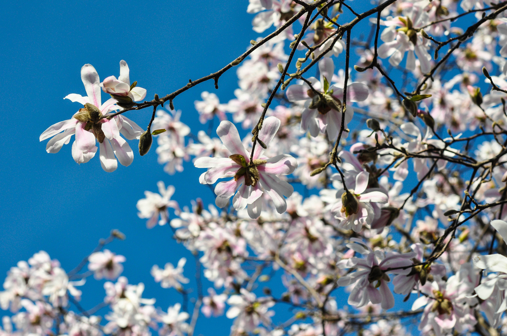 Nikon D5000 + Nikon AF-S Micro-Nikkor 60mm F2.8G ED sample photo. Waiting for spring photography