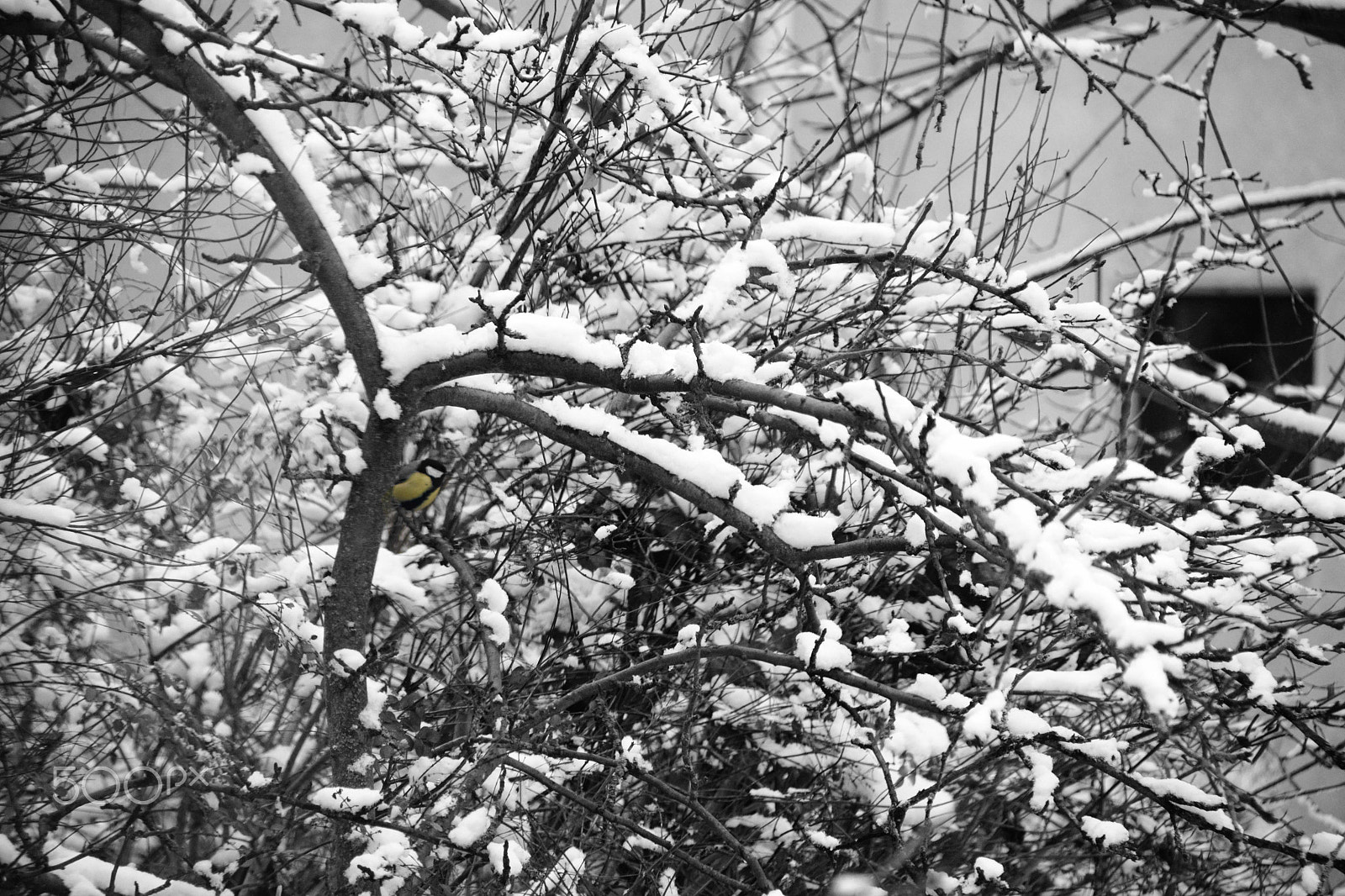 Nikon D3300 + Sigma 28-300mm F3.5-6.3 DG Macro sample photo. Kohlmeise im winter photography