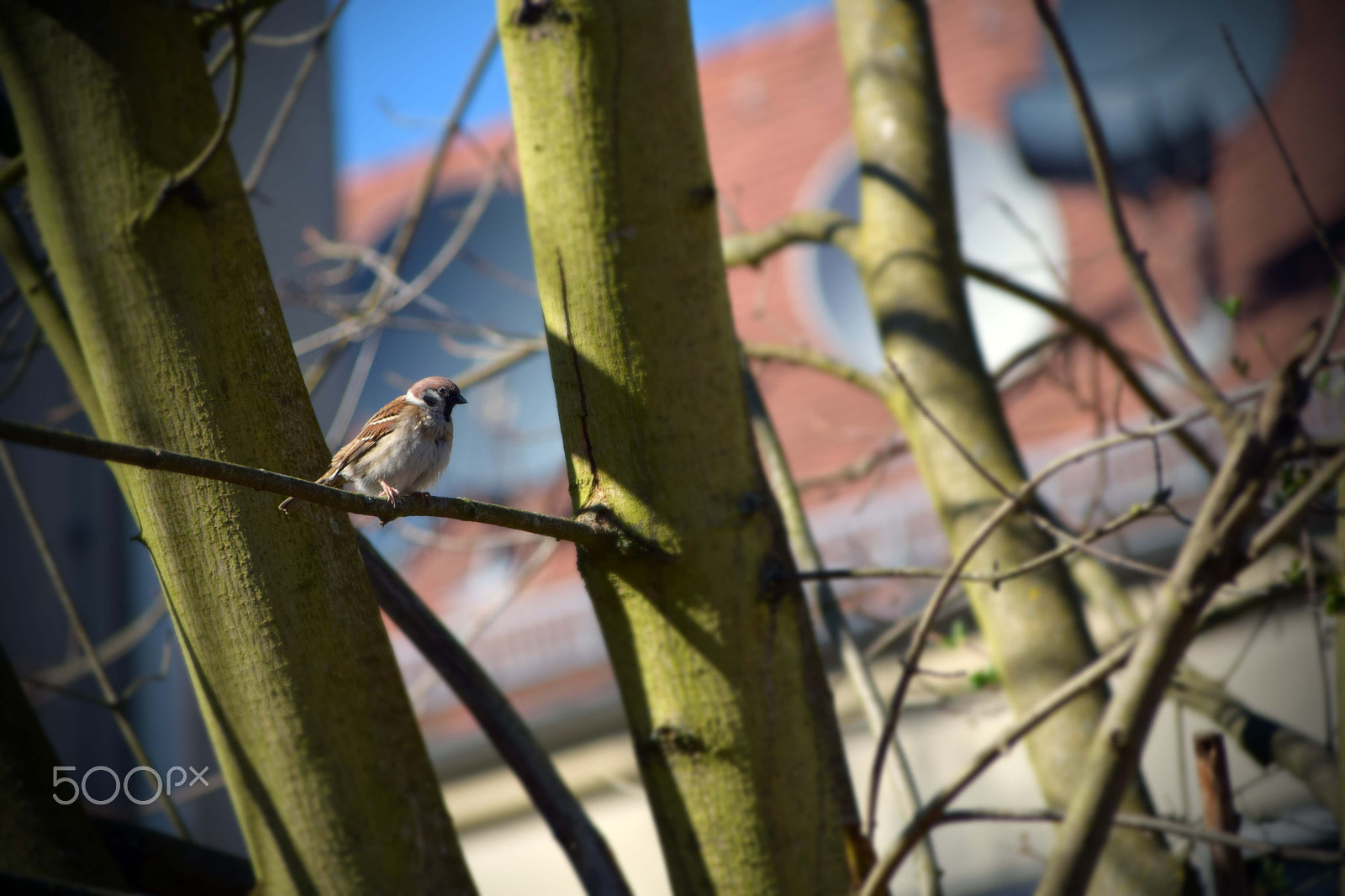 Nikon D3300 + Sigma 28-300mm F3.5-6.3 DG Macro sample photo. Spatz im baum photography