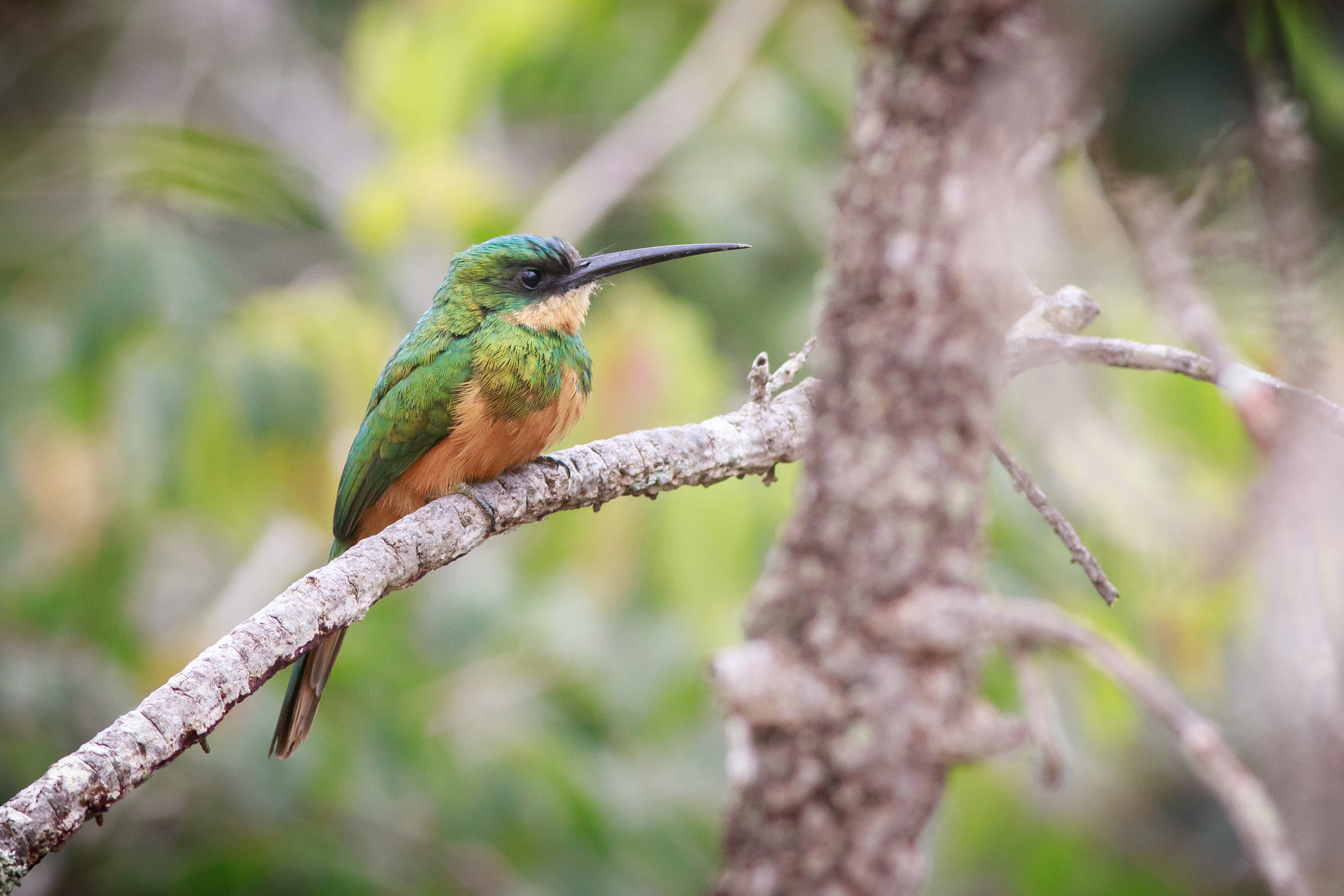 Canon EOS 80D sample photo. Ararimba de cauda verde photography