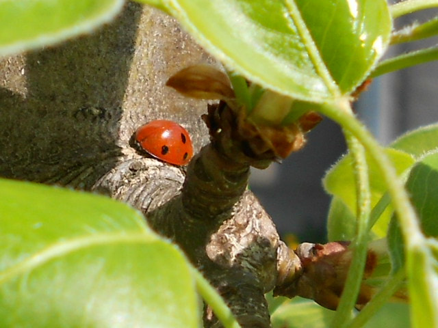 Nikon COOLPIX S2600 sample photo. Ladybug photography