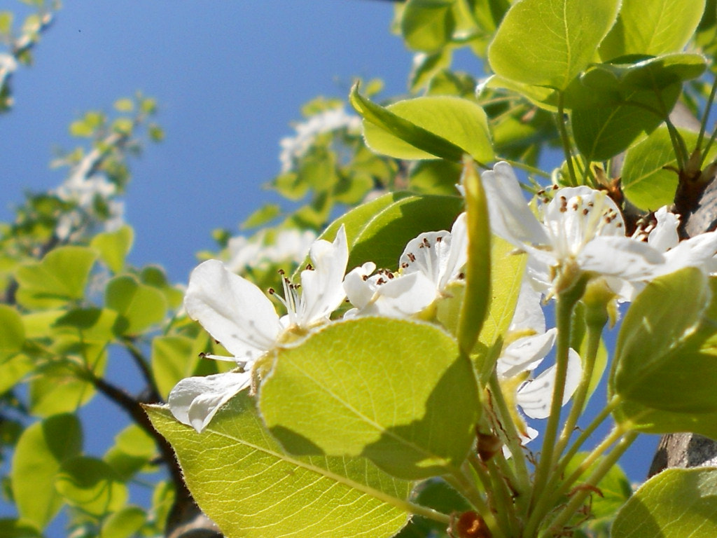 Nikon COOLPIX S2600 sample photo. Pear blossom photography