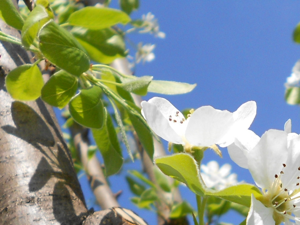 Nikon COOLPIX S2600 sample photo. Pear blossom photography