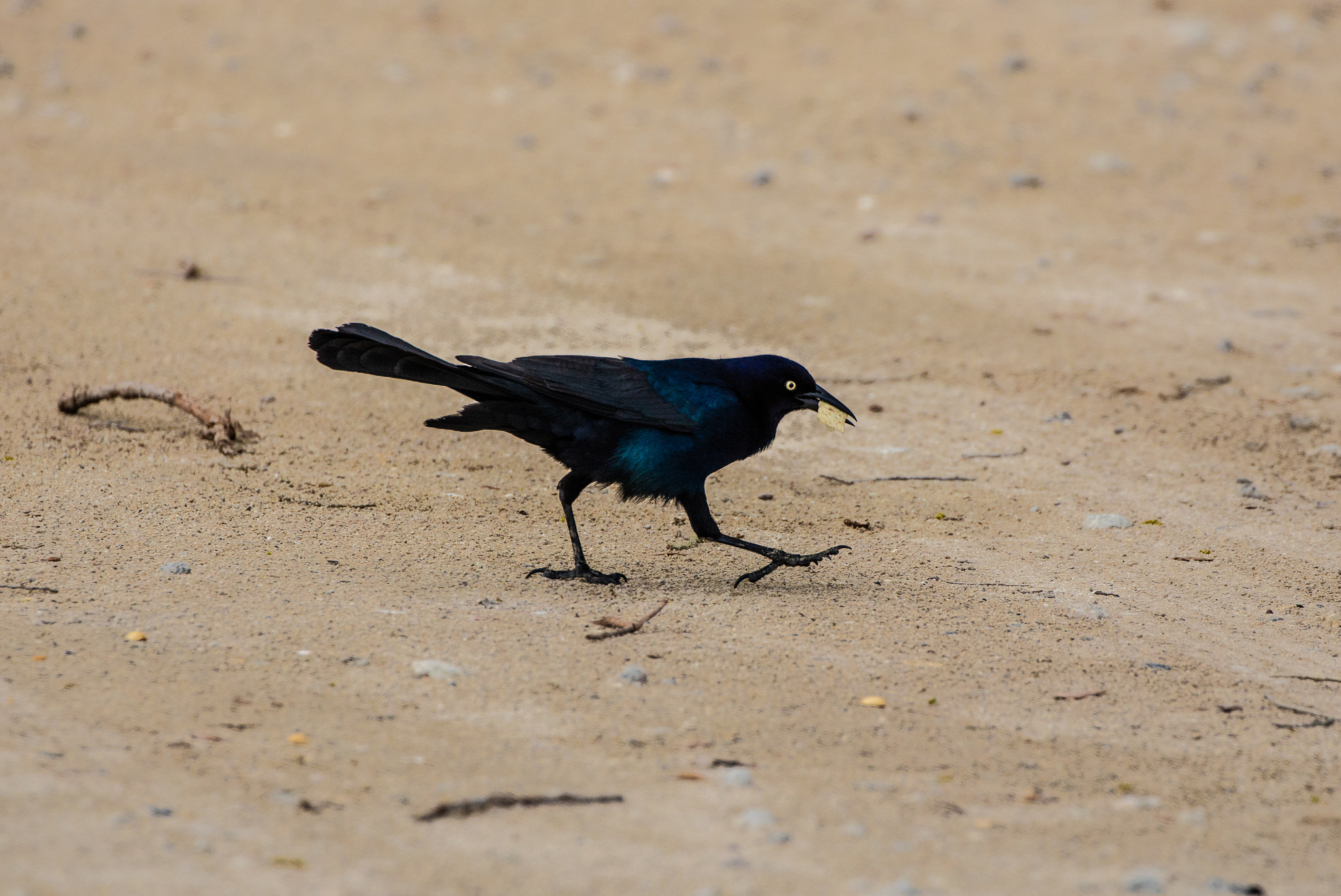Canon EOS 5DS R sample photo. Strutting with lunch photography