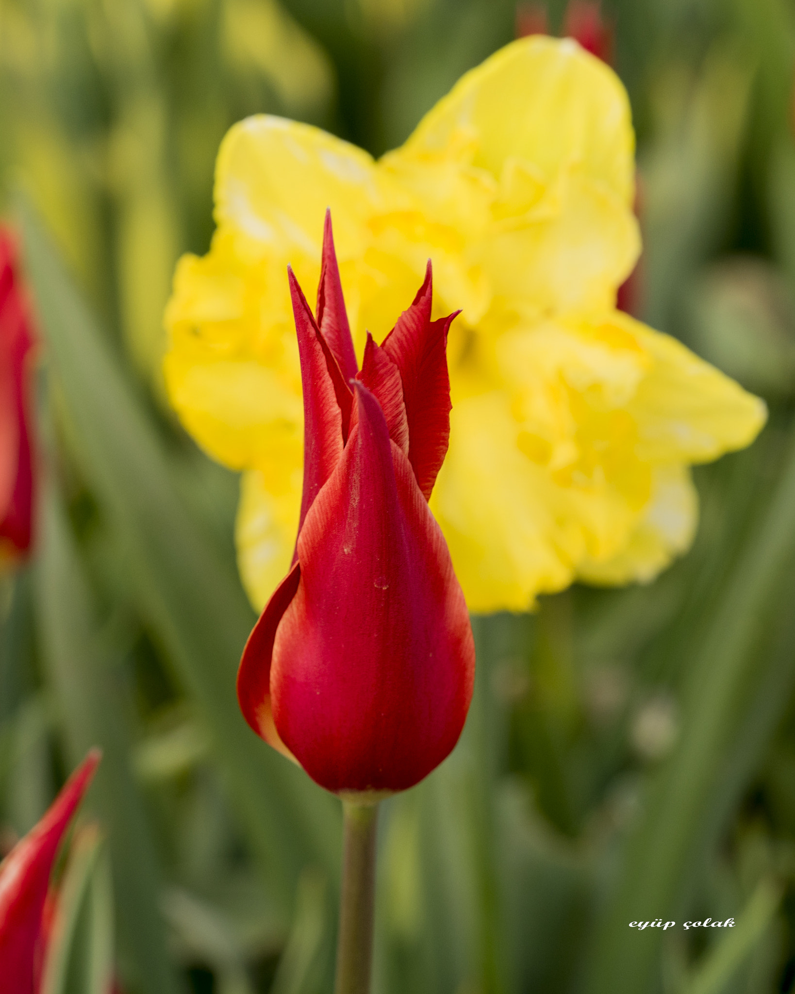 Sony a7 II + Sony FE 90mm F2.8 Macro G OSS sample photo. Dsc photography