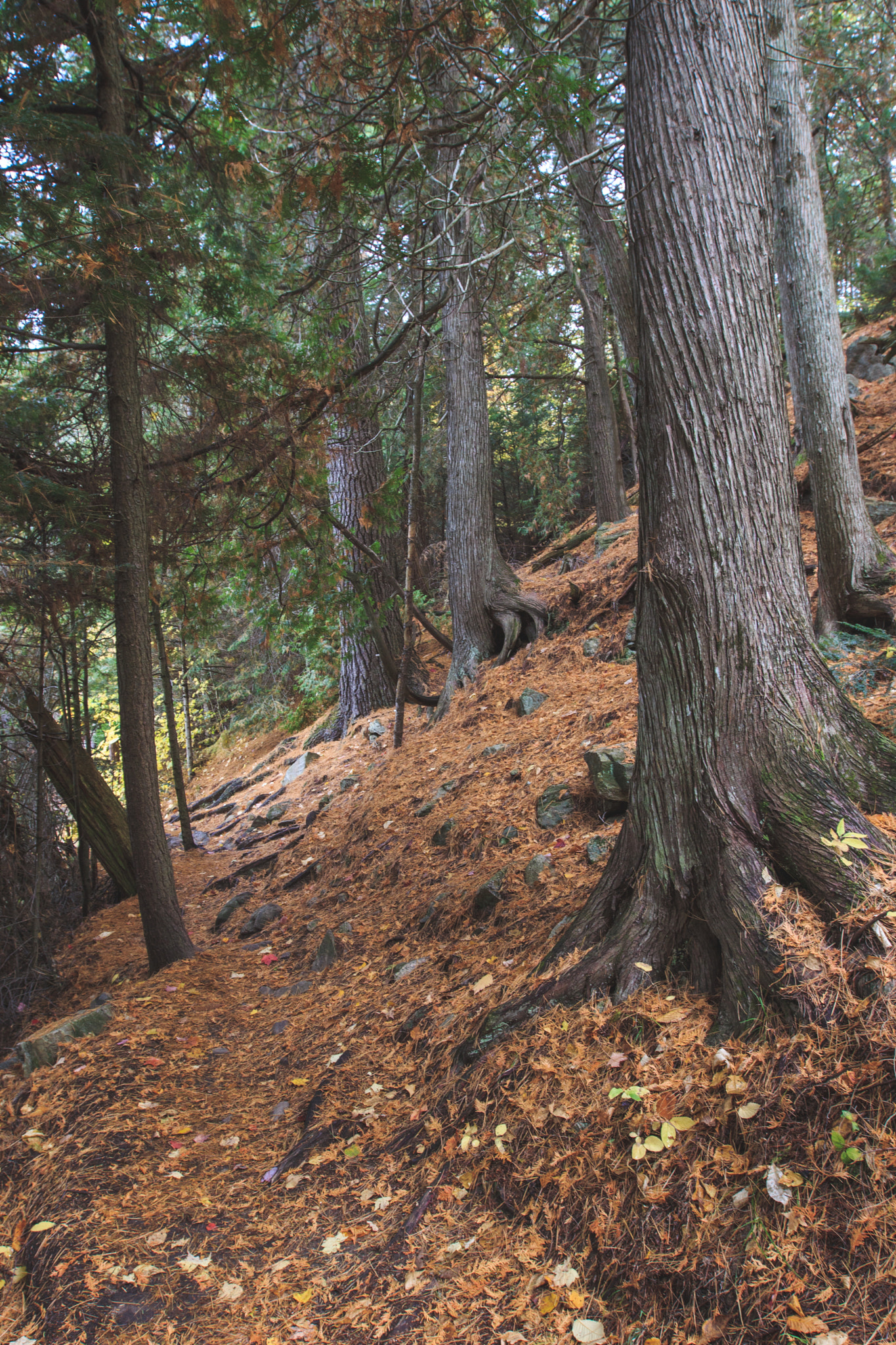 Canon EF 16-35mm F2.8L II USM sample photo. Lost woods photography