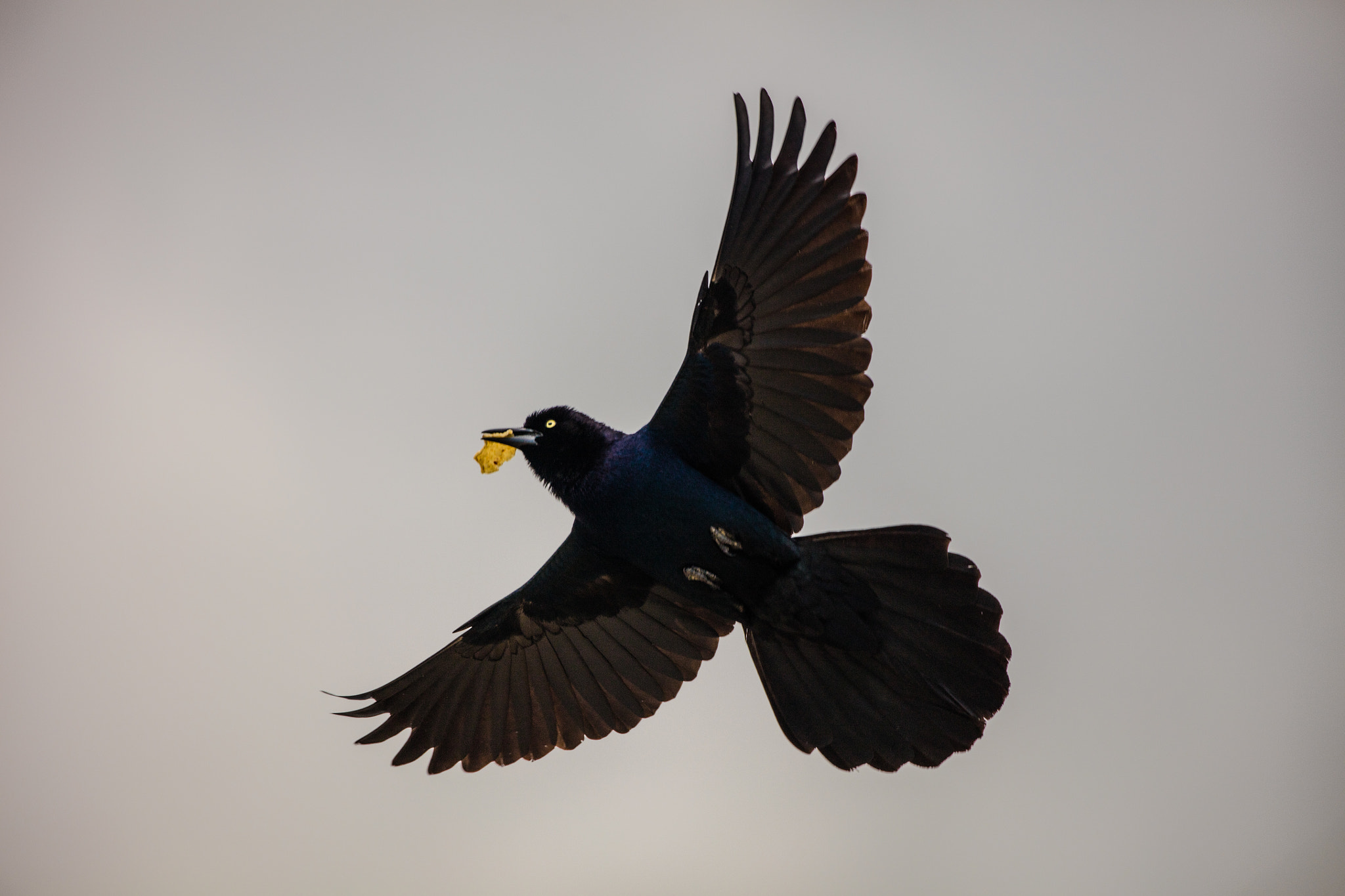 Canon EOS 5DS R + Canon EF 100-400mm F4.5-5.6L IS II USM sample photo. Starling delivery photography