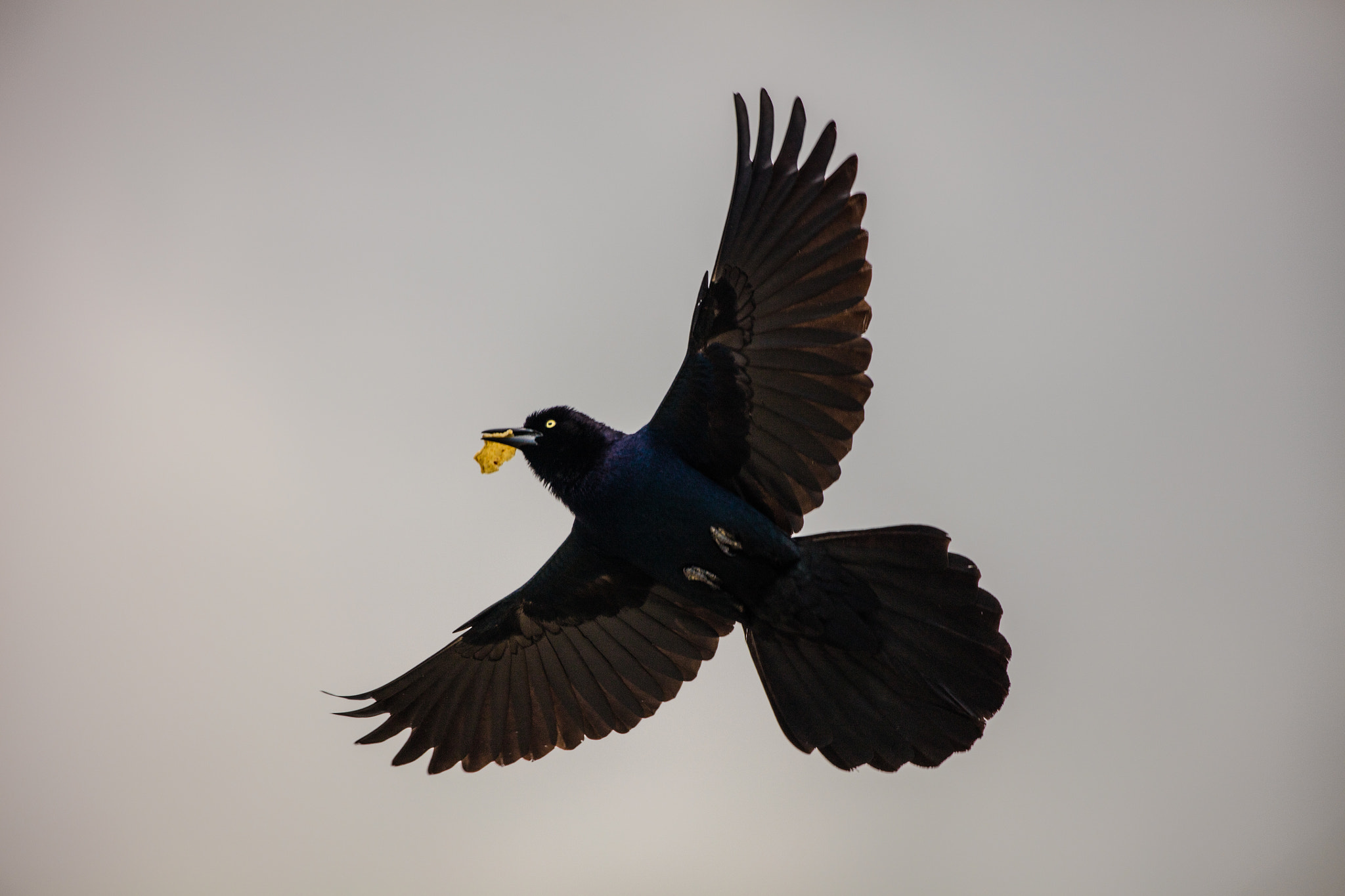 Canon EOS 5DS R sample photo. Starling delivery photography