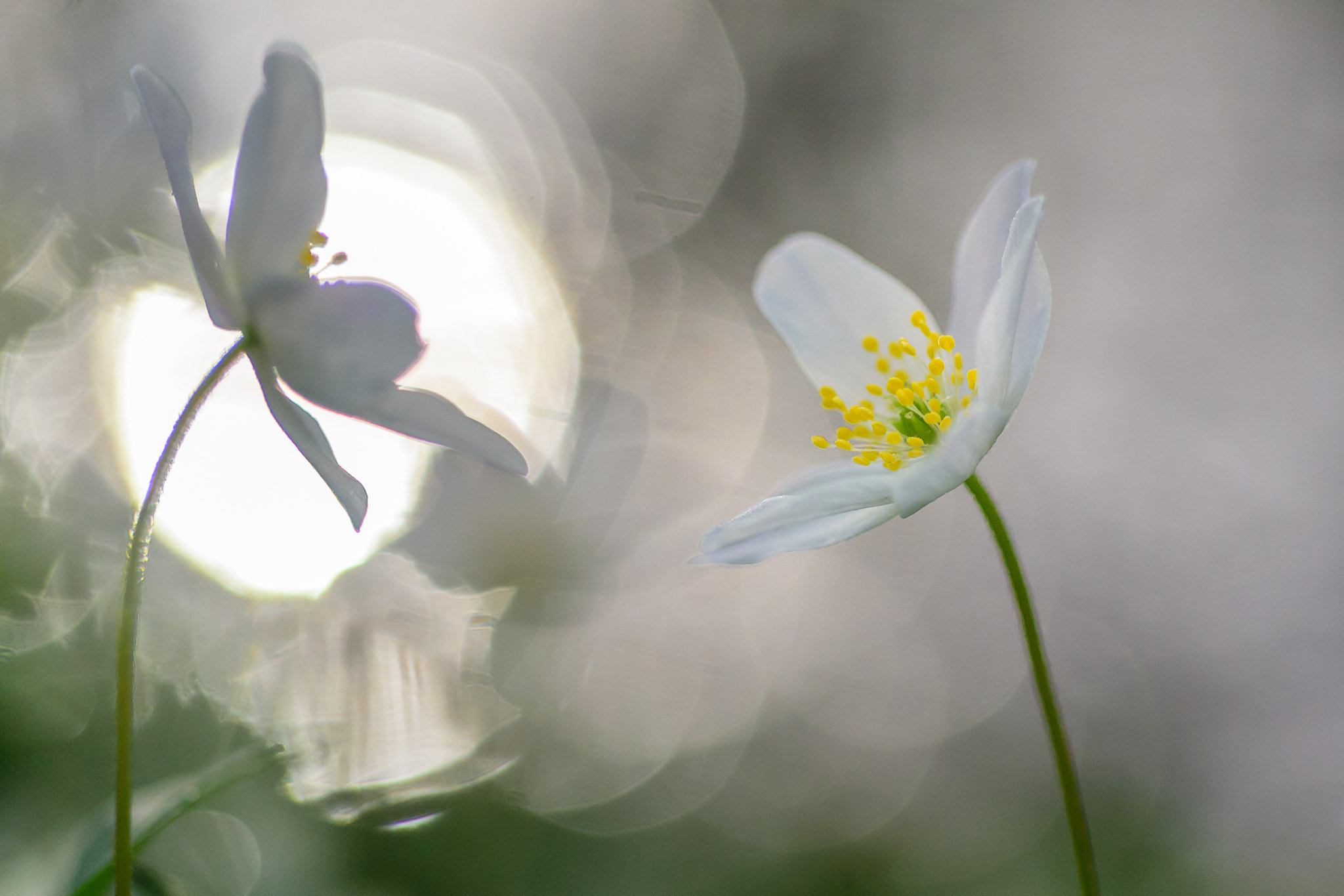 Nikon D750 sample photo. The magic of spring photography