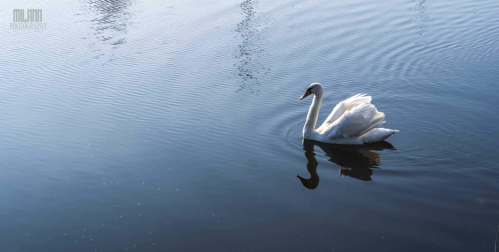 Sony Alpha DSLR-A200 sample photo. Swan photography