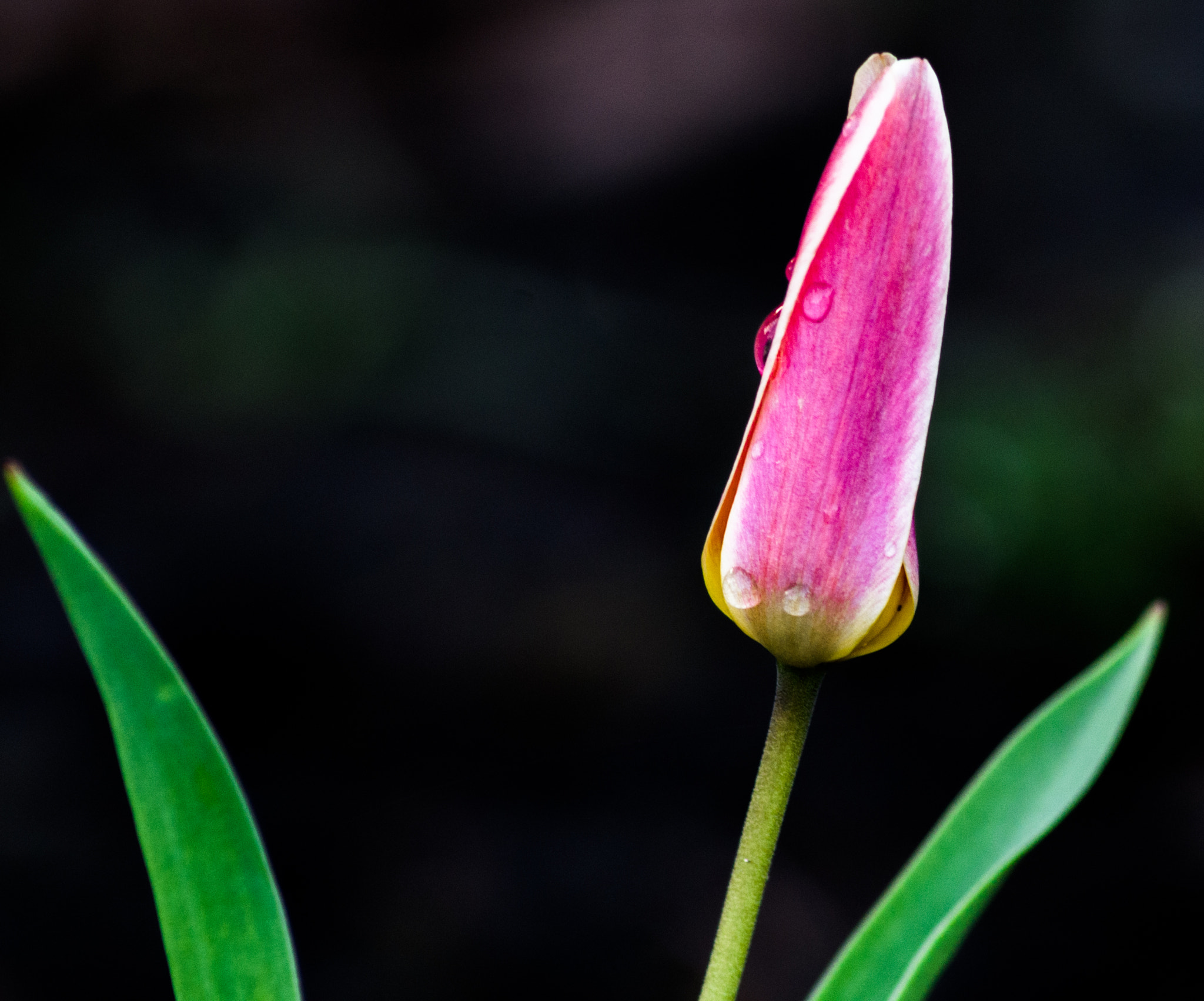 Pentax K-50 sample photo. Tulip photography