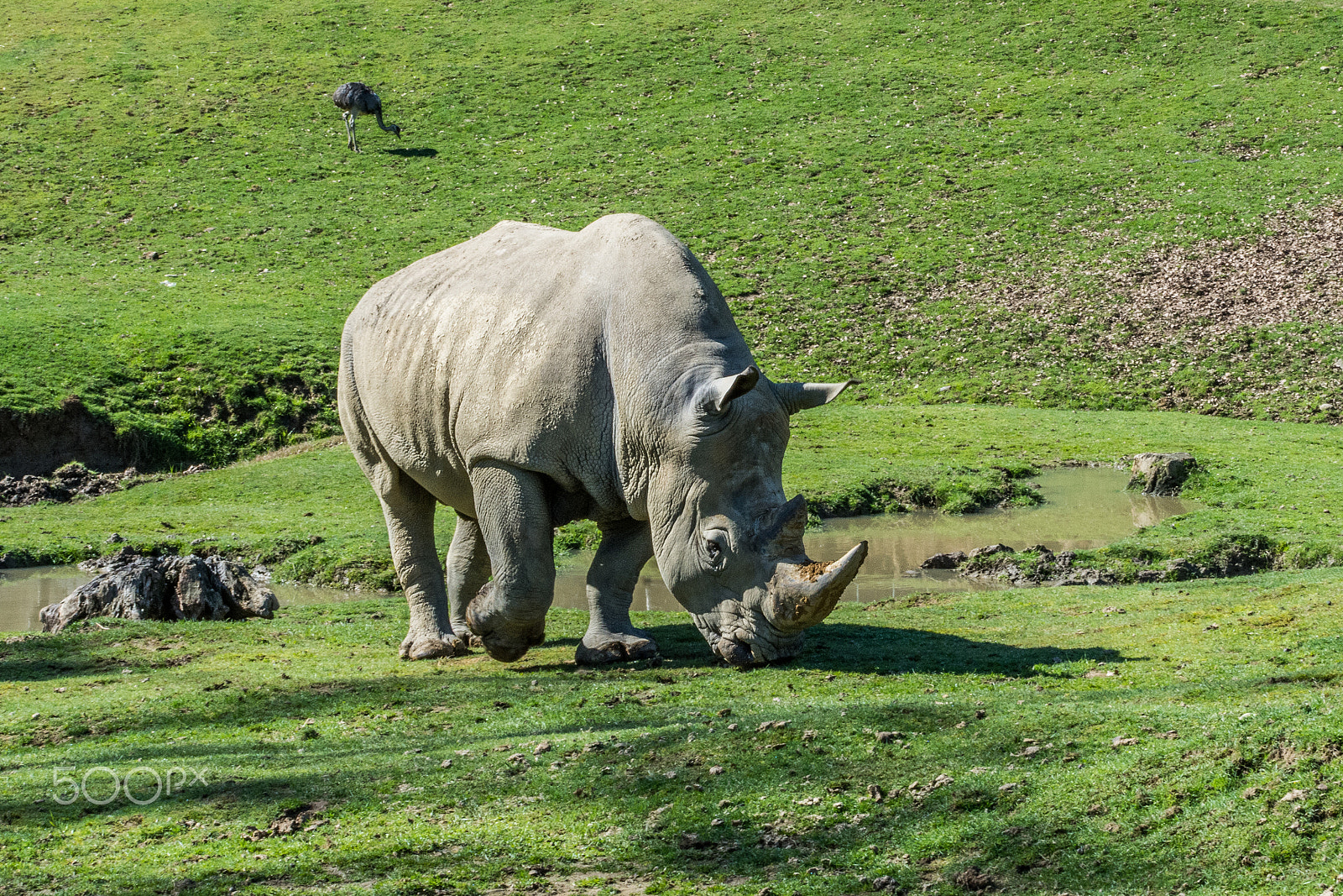 Nikon D7200 sample photo. Rhinoceros photography